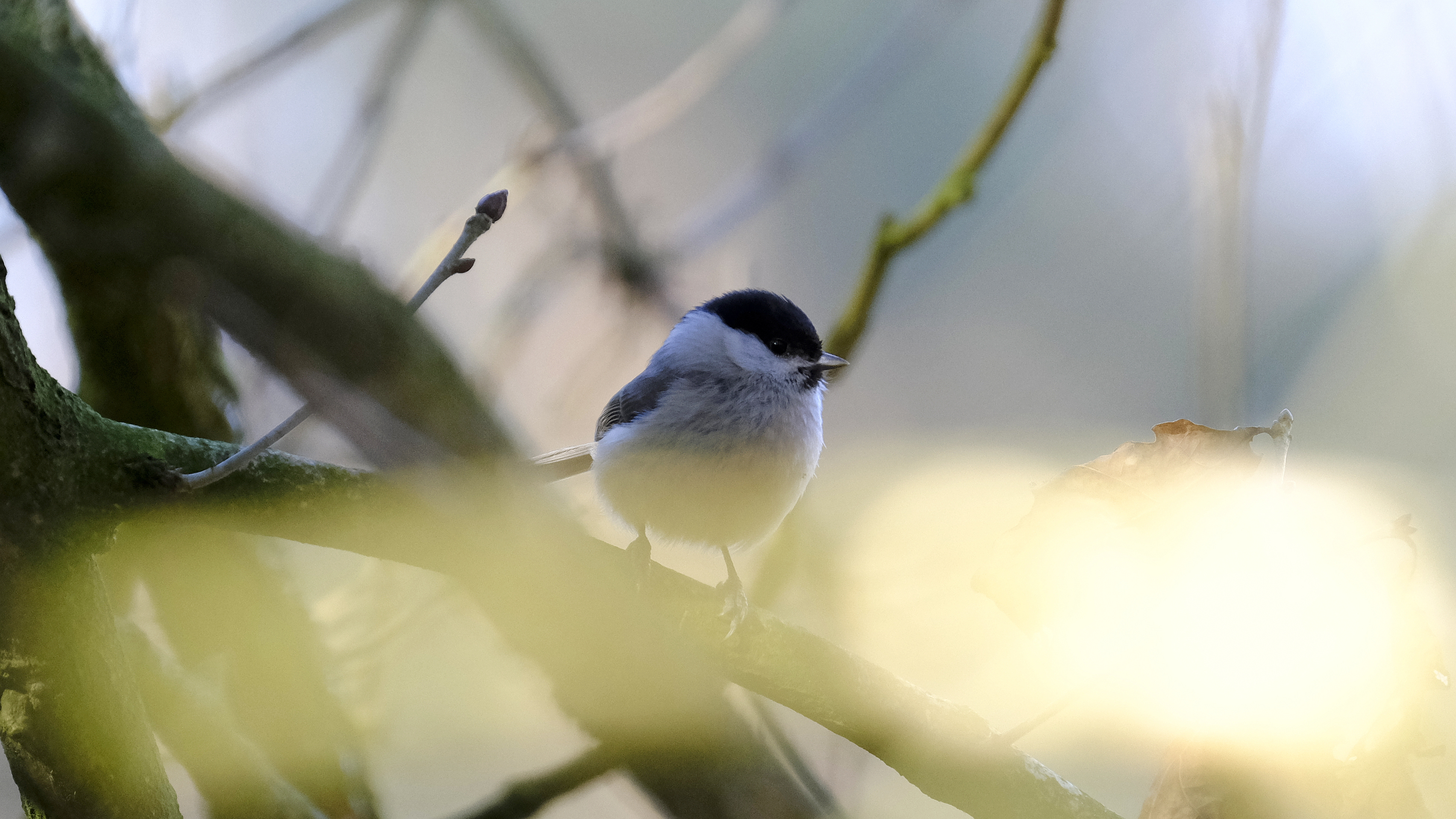 Sikorka uboga (Parus palustris) 03.2022