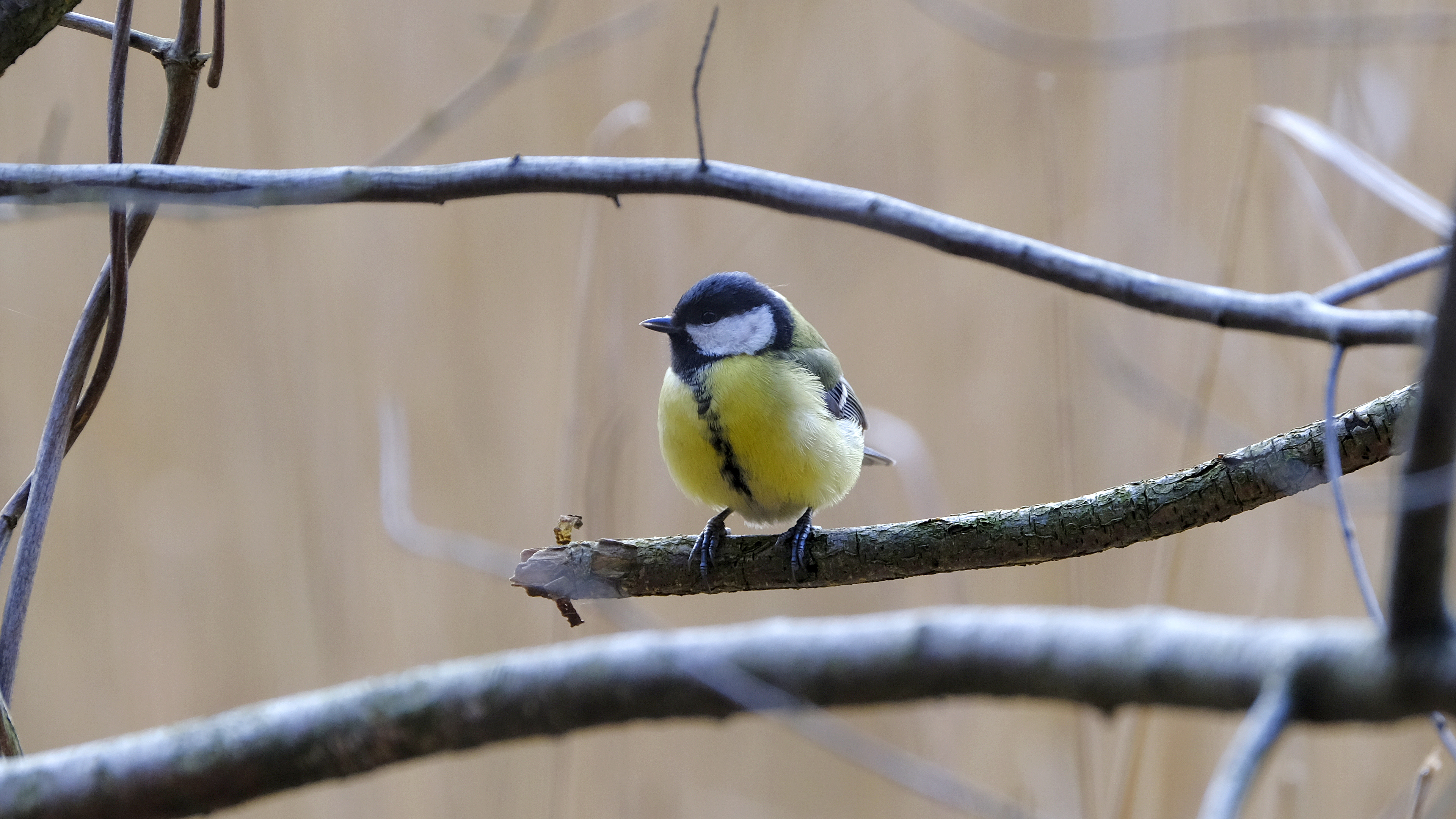 Bogatka (Parus major) 03.2022