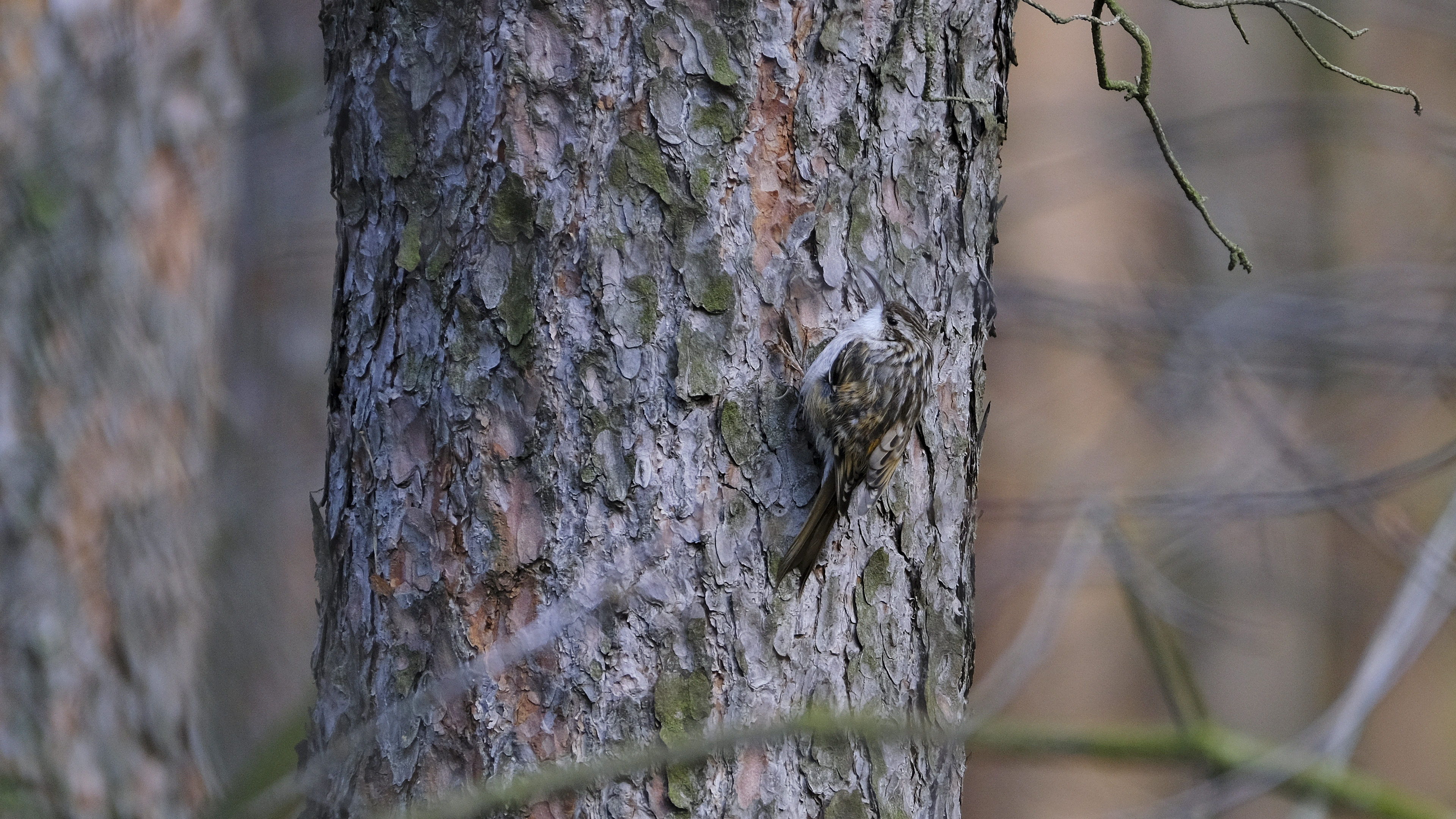 Prawie jak dzięcioł (Certhia) 03.2022