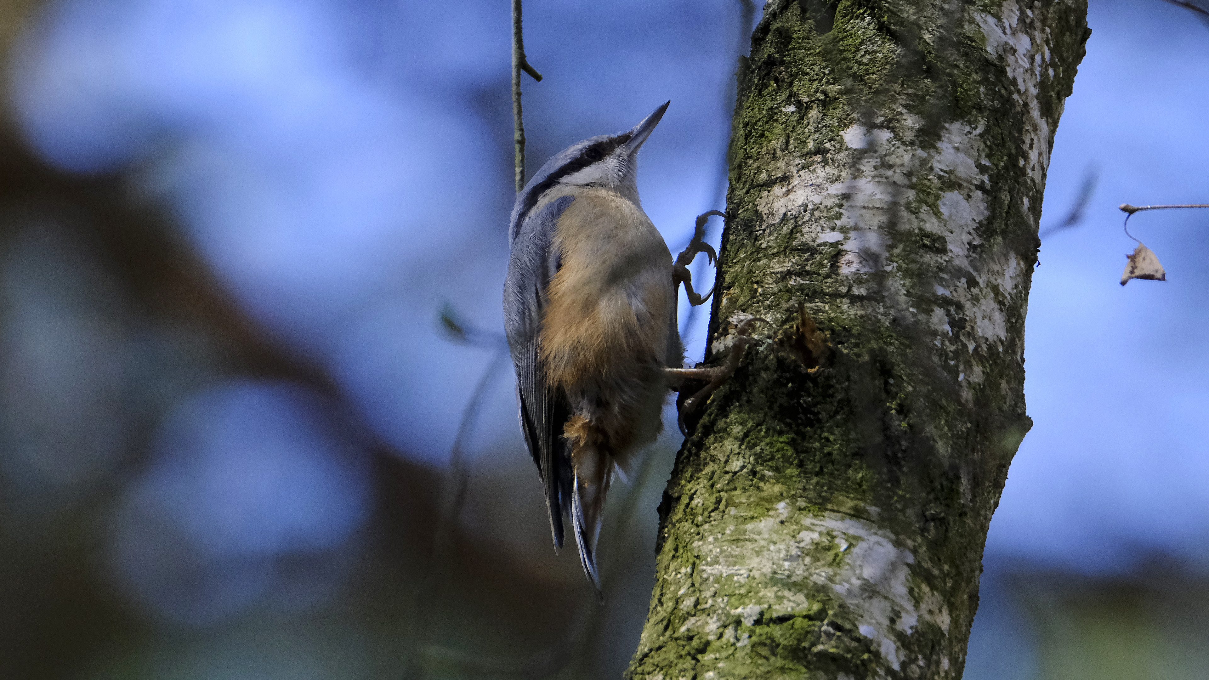 Kowalik (Sitta europaea) 03.2022