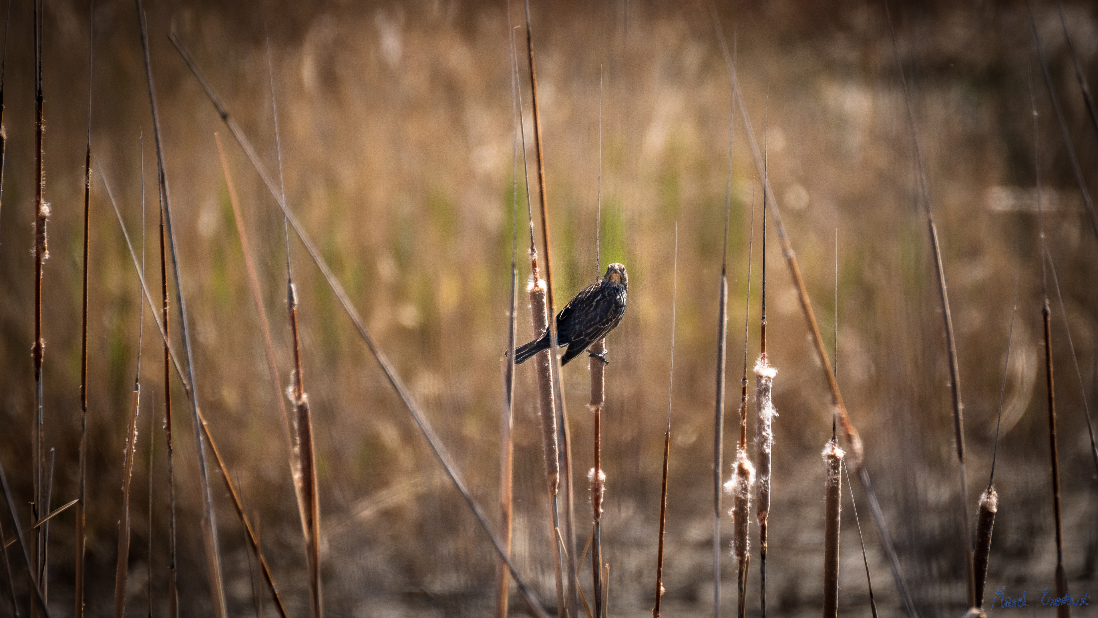  Bear River Migratory Bird Refuge, Utah