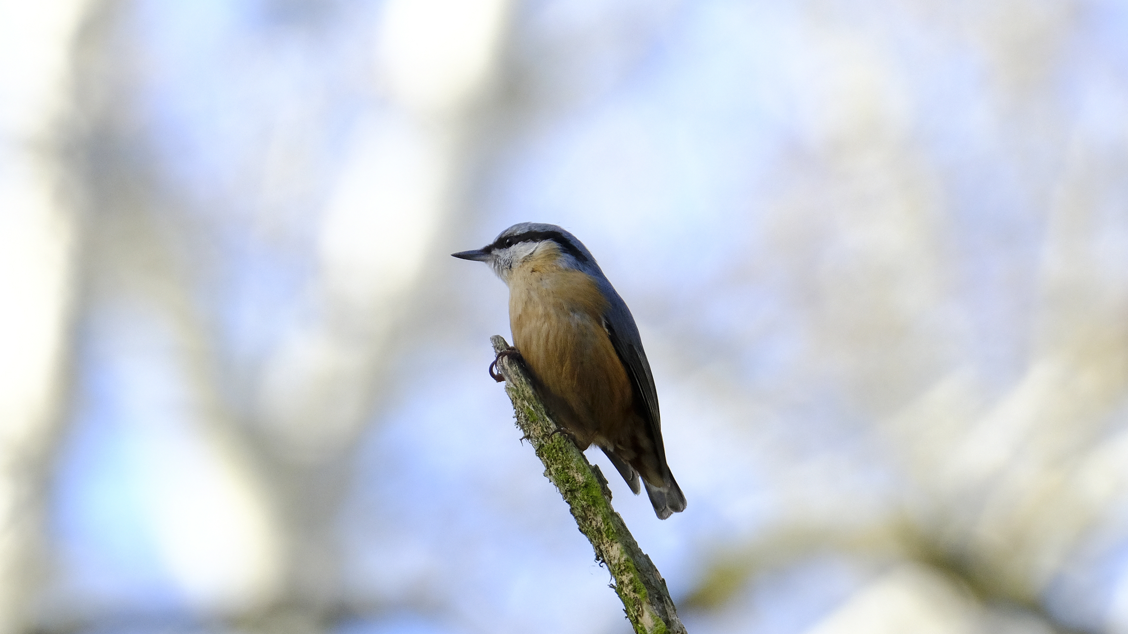 Kowalik (Sitta europaea) 03.2022