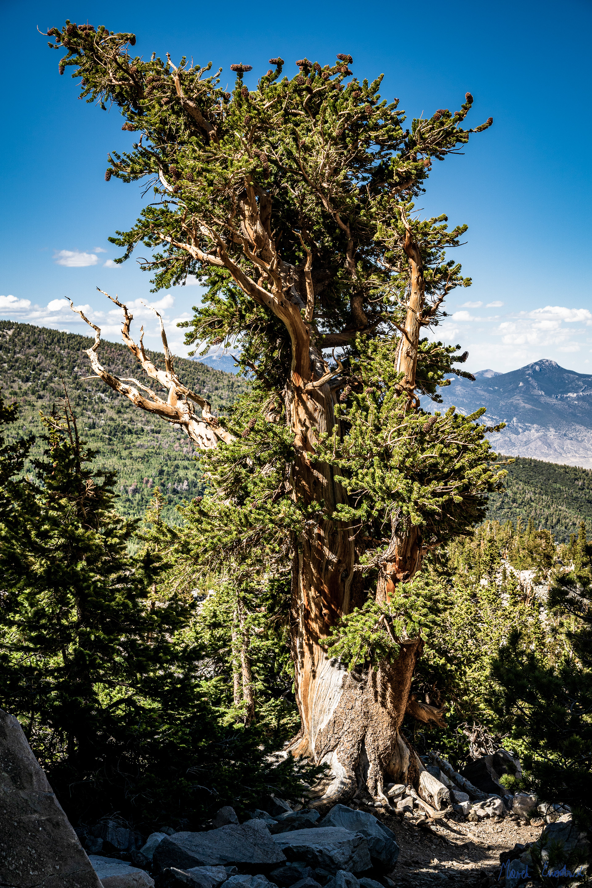 Great Basin National Park, Nevada