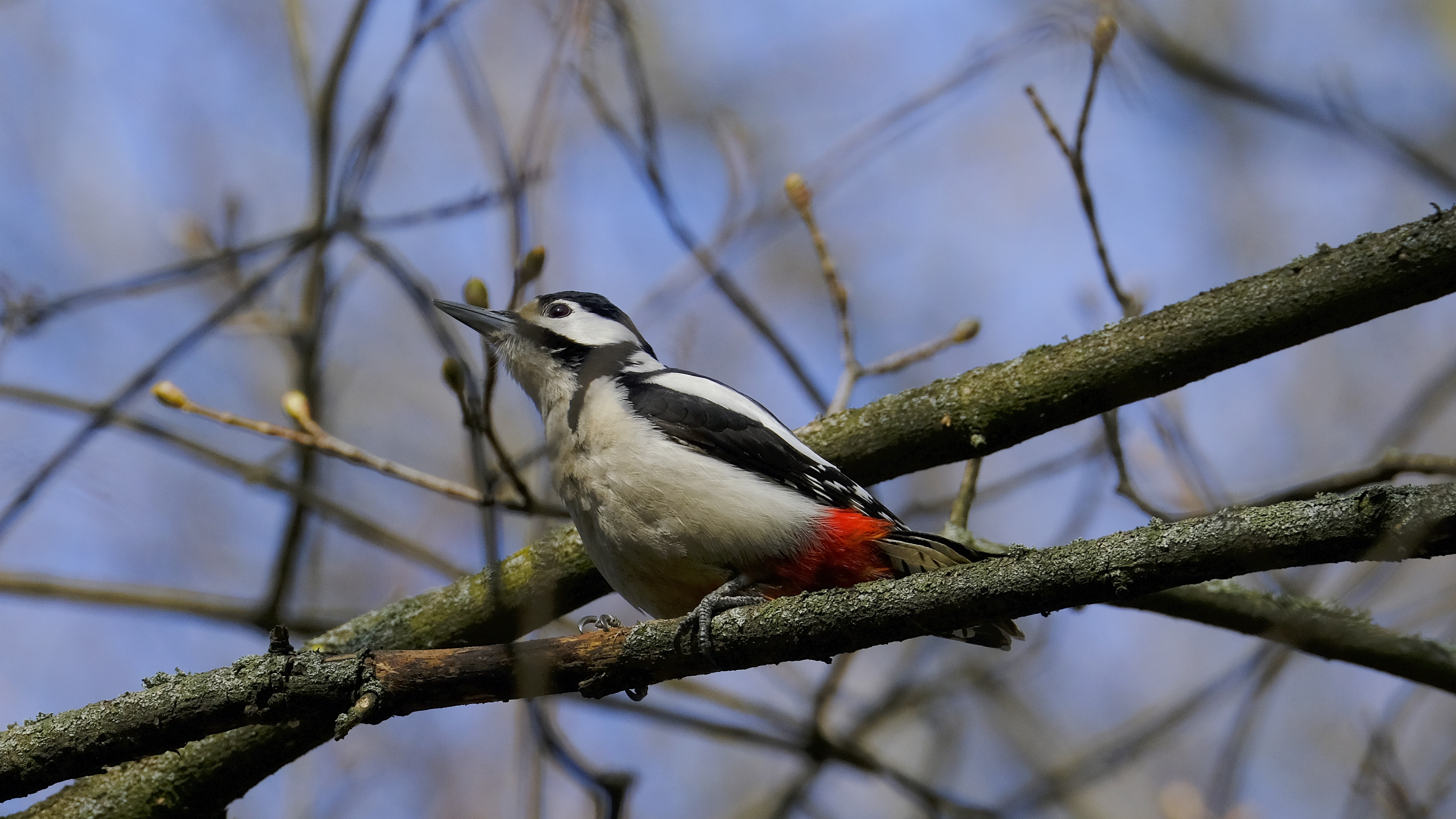 Dzięcioł duży (Dendrocopos major) 03.2022
