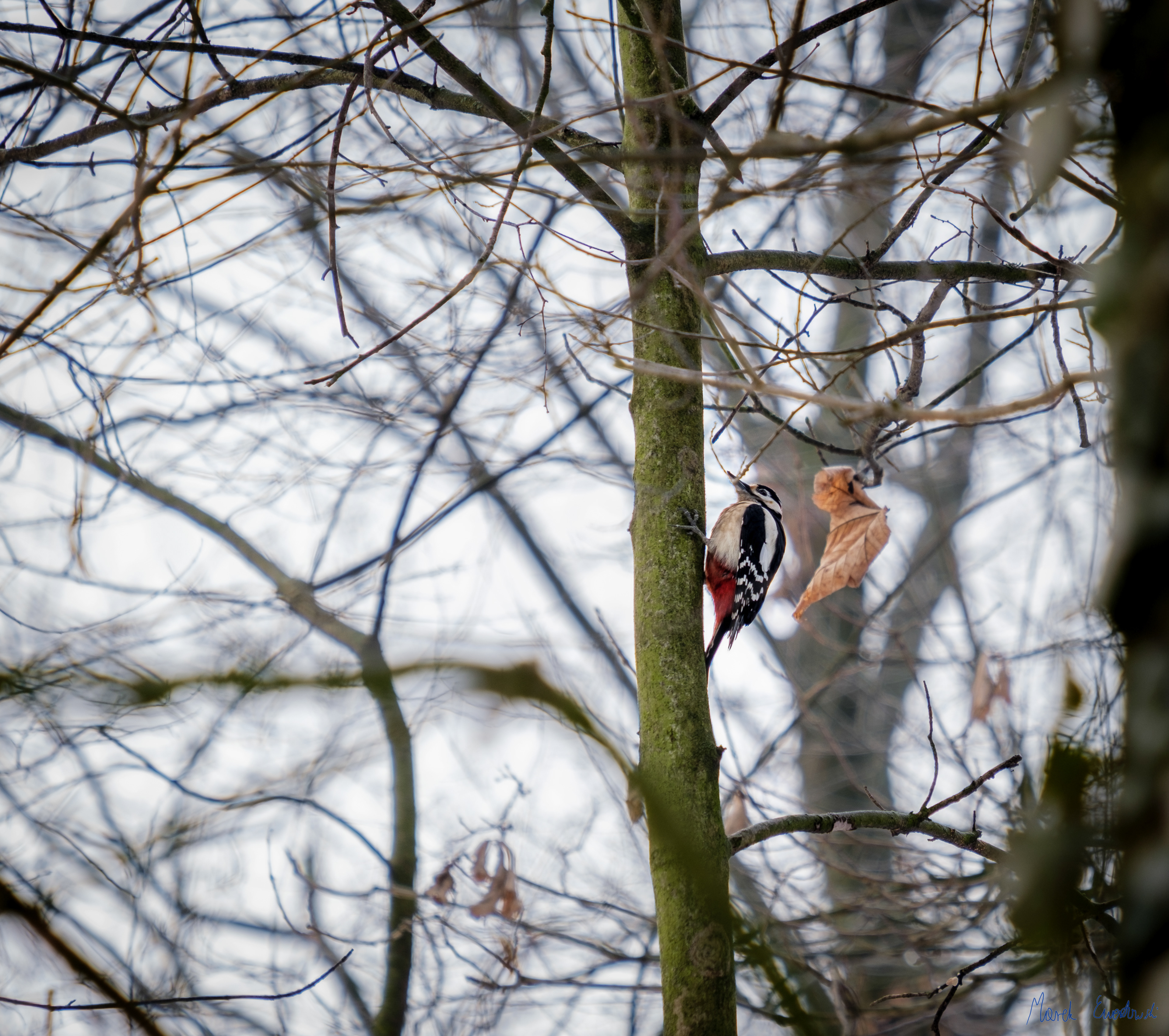 Dzięcioł duży (Dendrocopos major) 01.2022