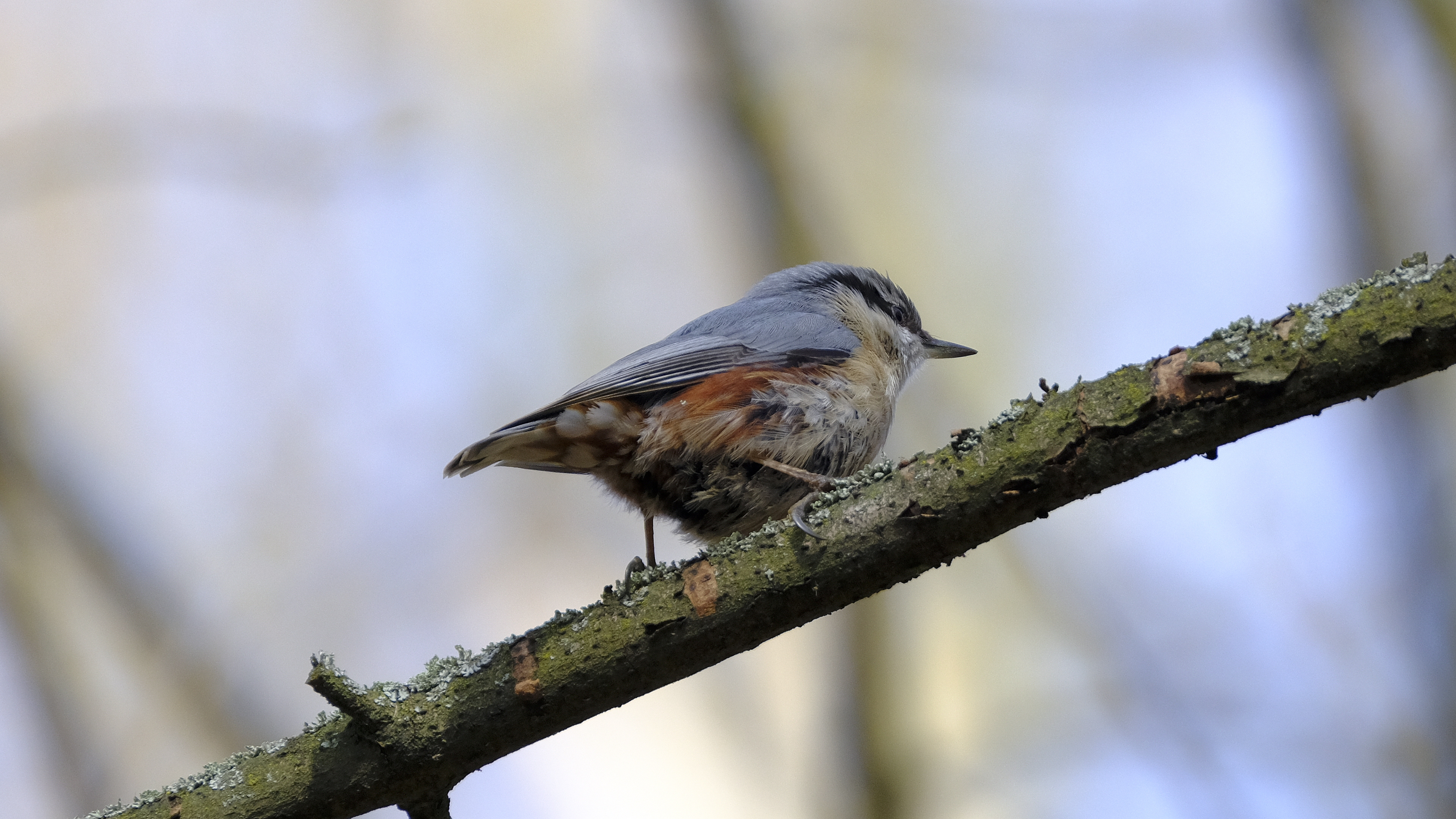 Kowalik (Sitta europaea) 03.2022