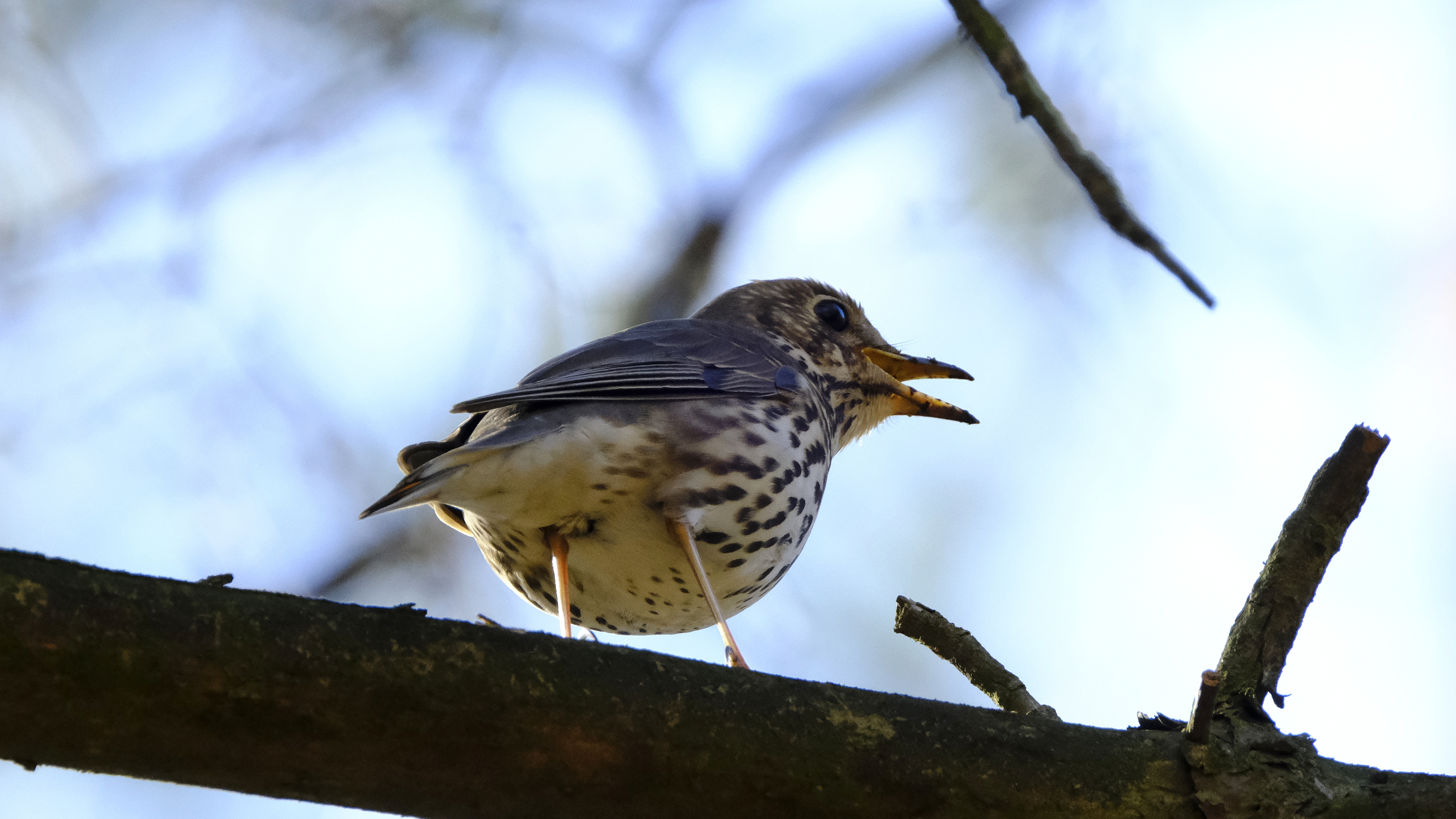 Śpiewak (Turdus philomelos) 03.2022