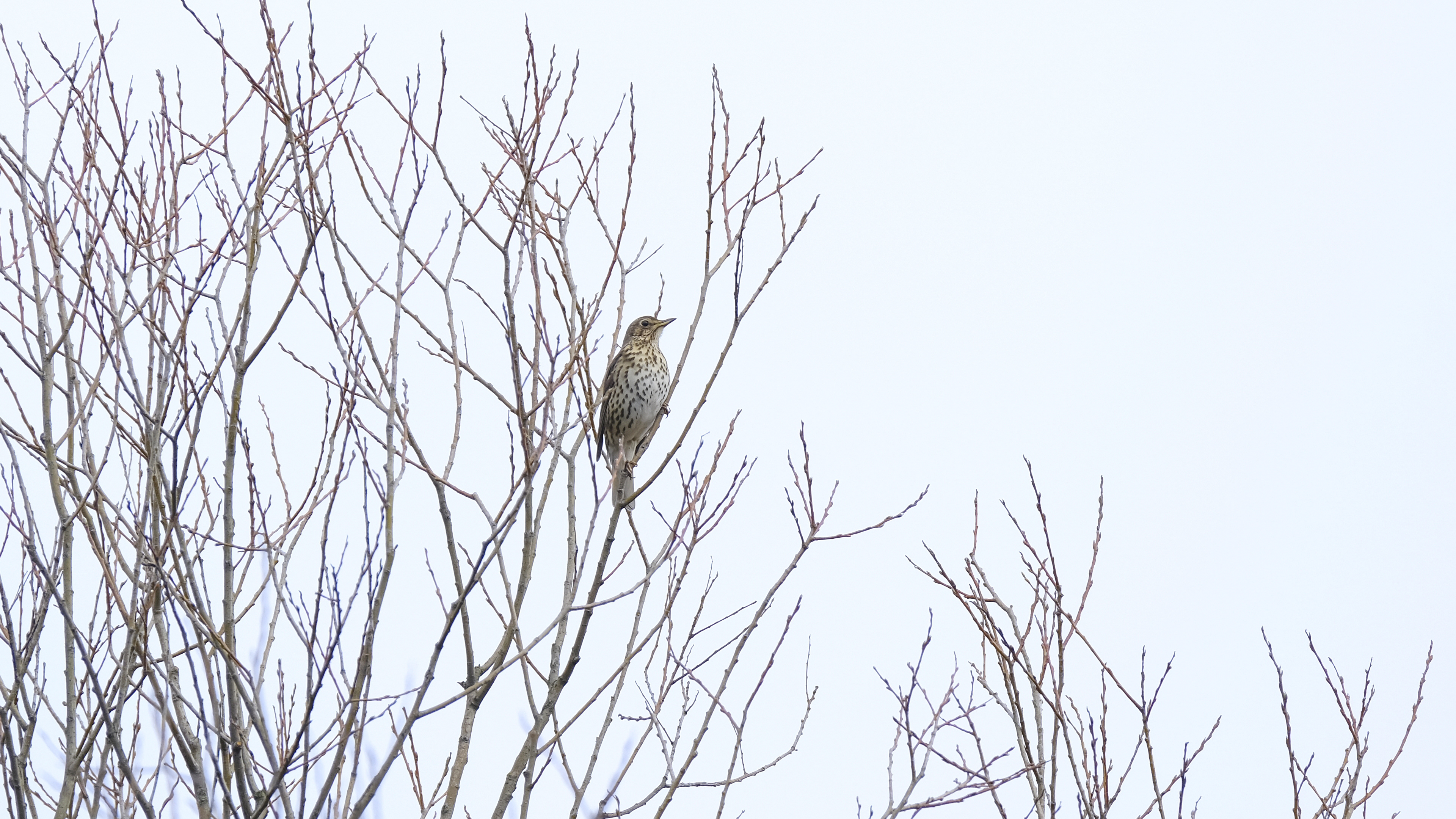 Śpiewak (Turdus philomelos) 03.2022