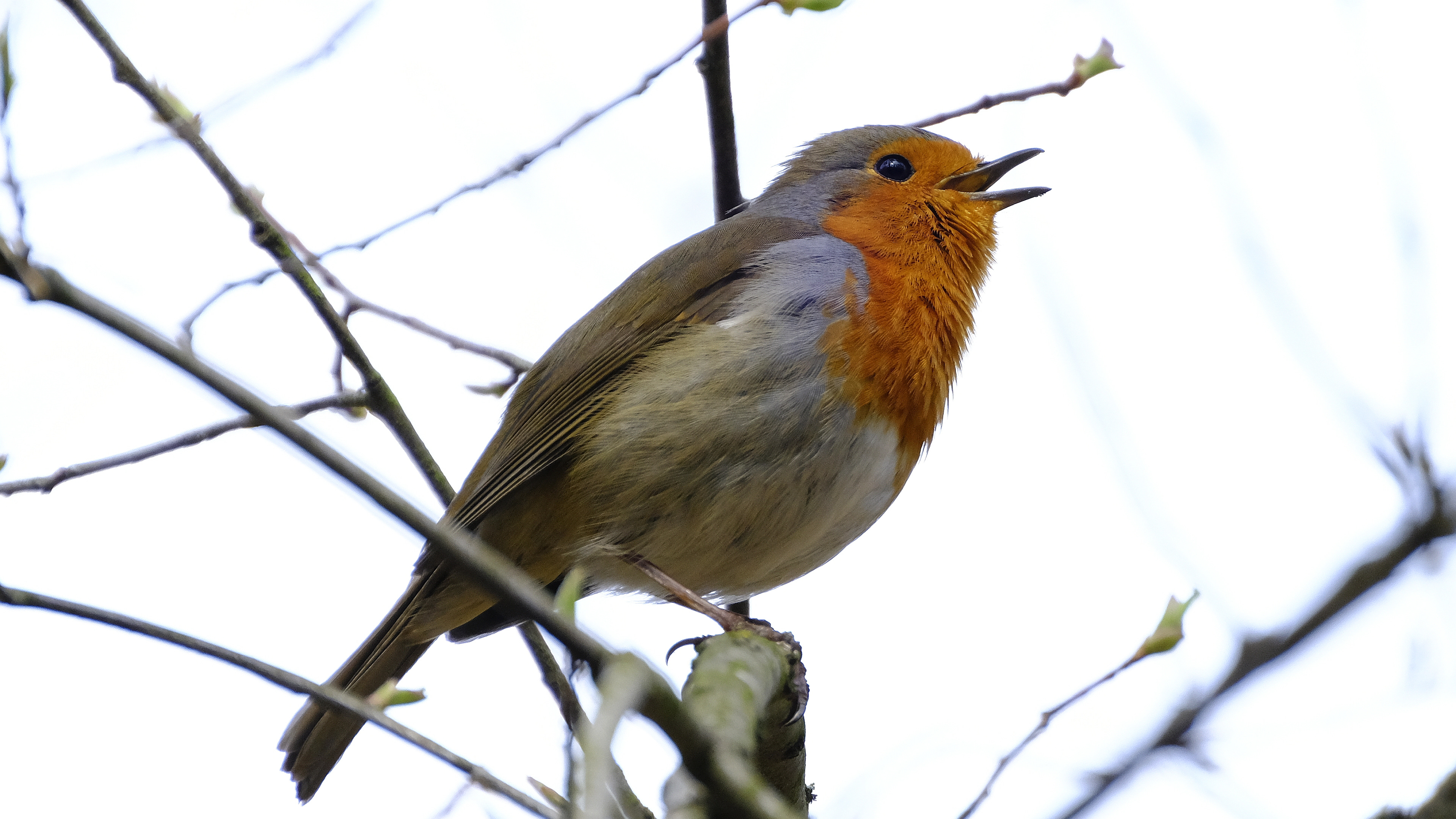 Rudzik (Erithacus rubicola) 03.2022