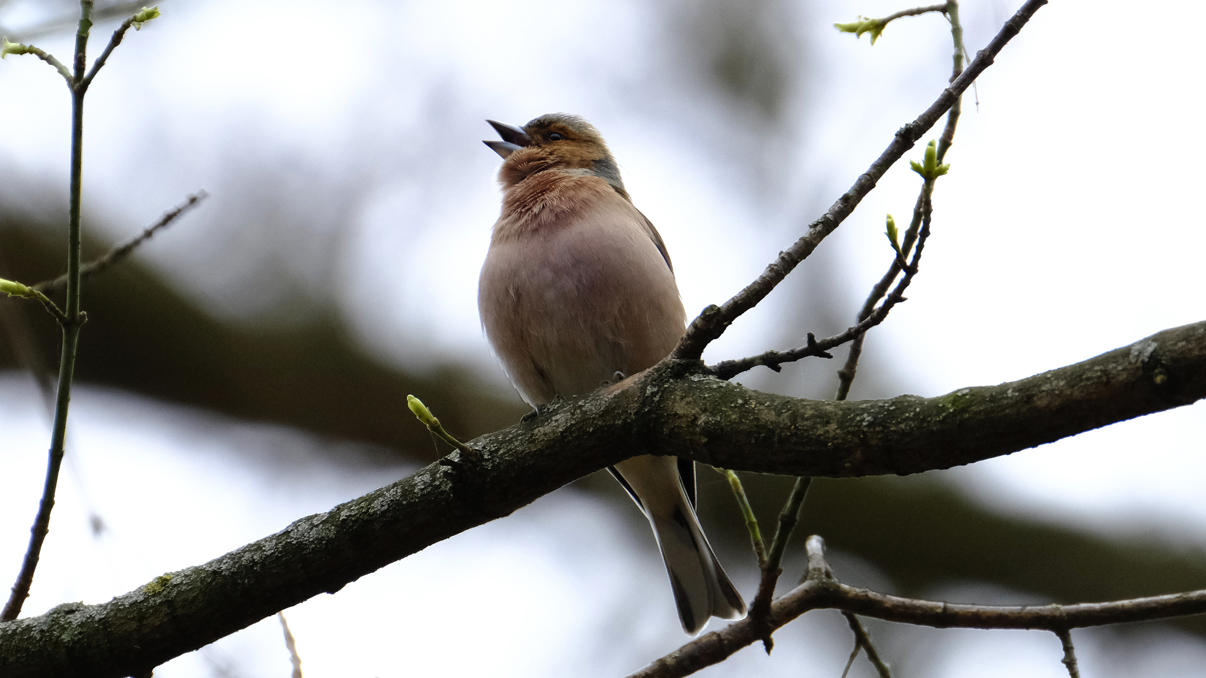 Zięba (Fringilla coelebs) 03.2022