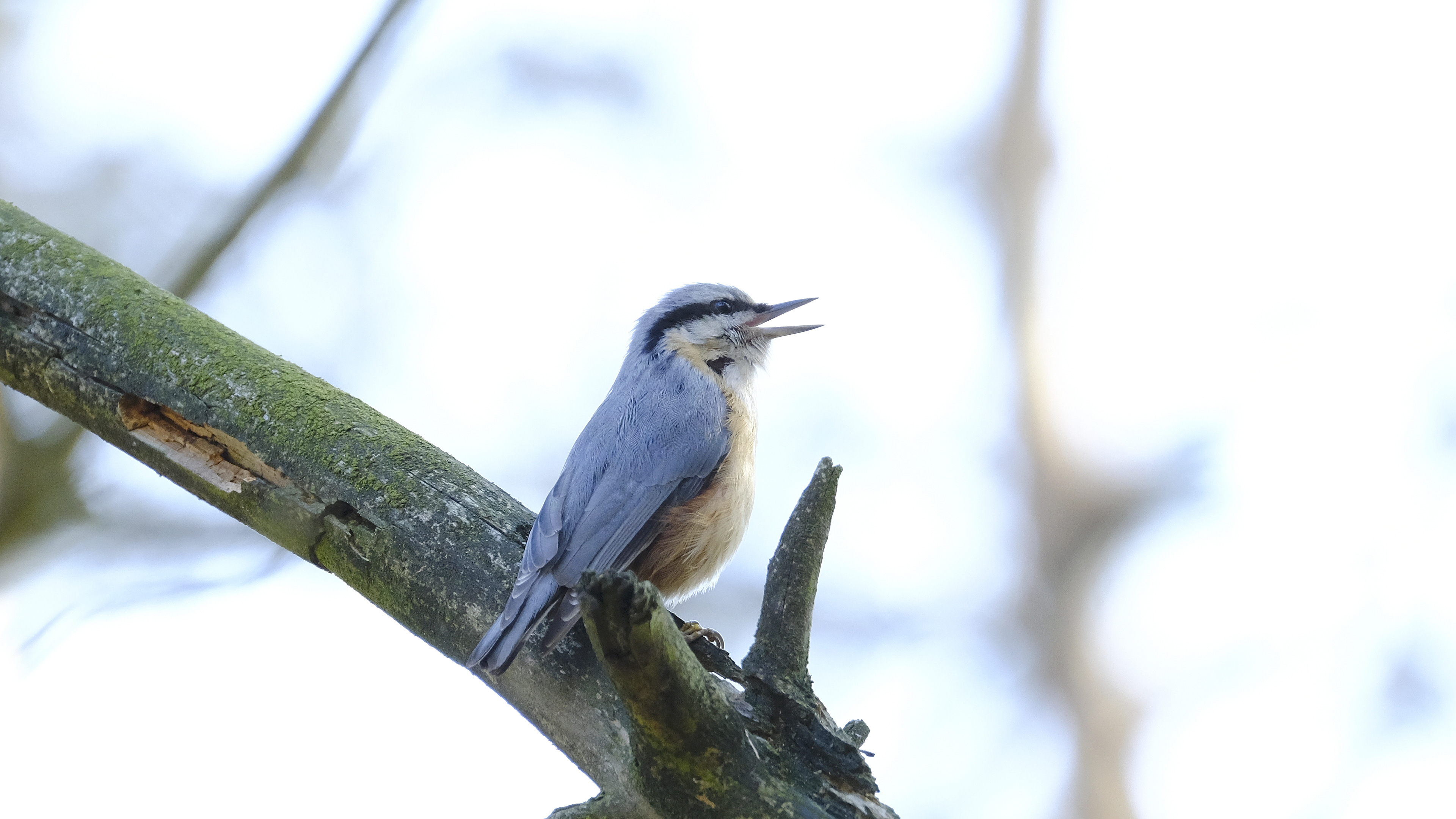 Kowalik (Sitta europaea) 03.2022