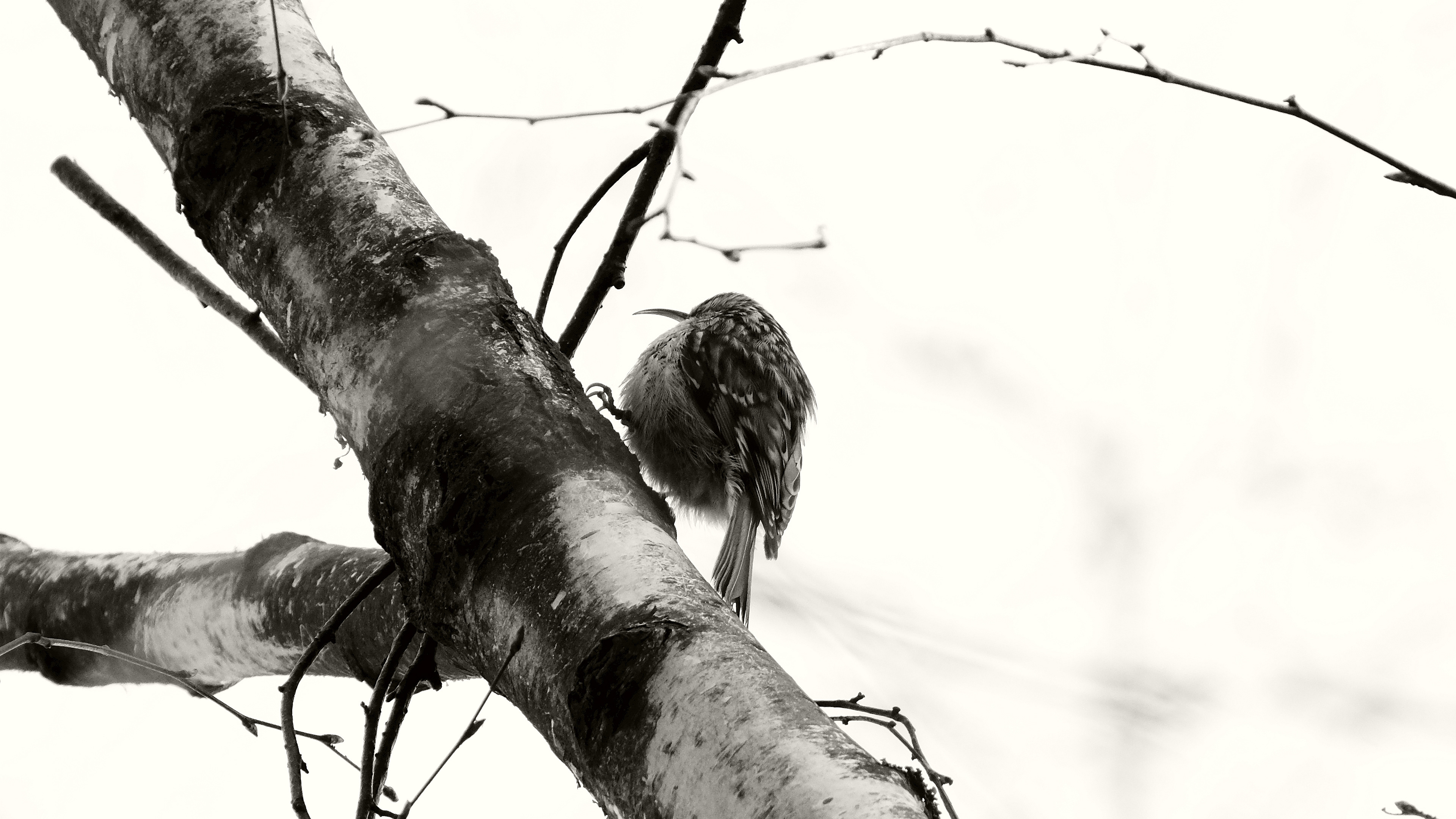 Prawie jak dzięcioł (Certhia) 03.2022