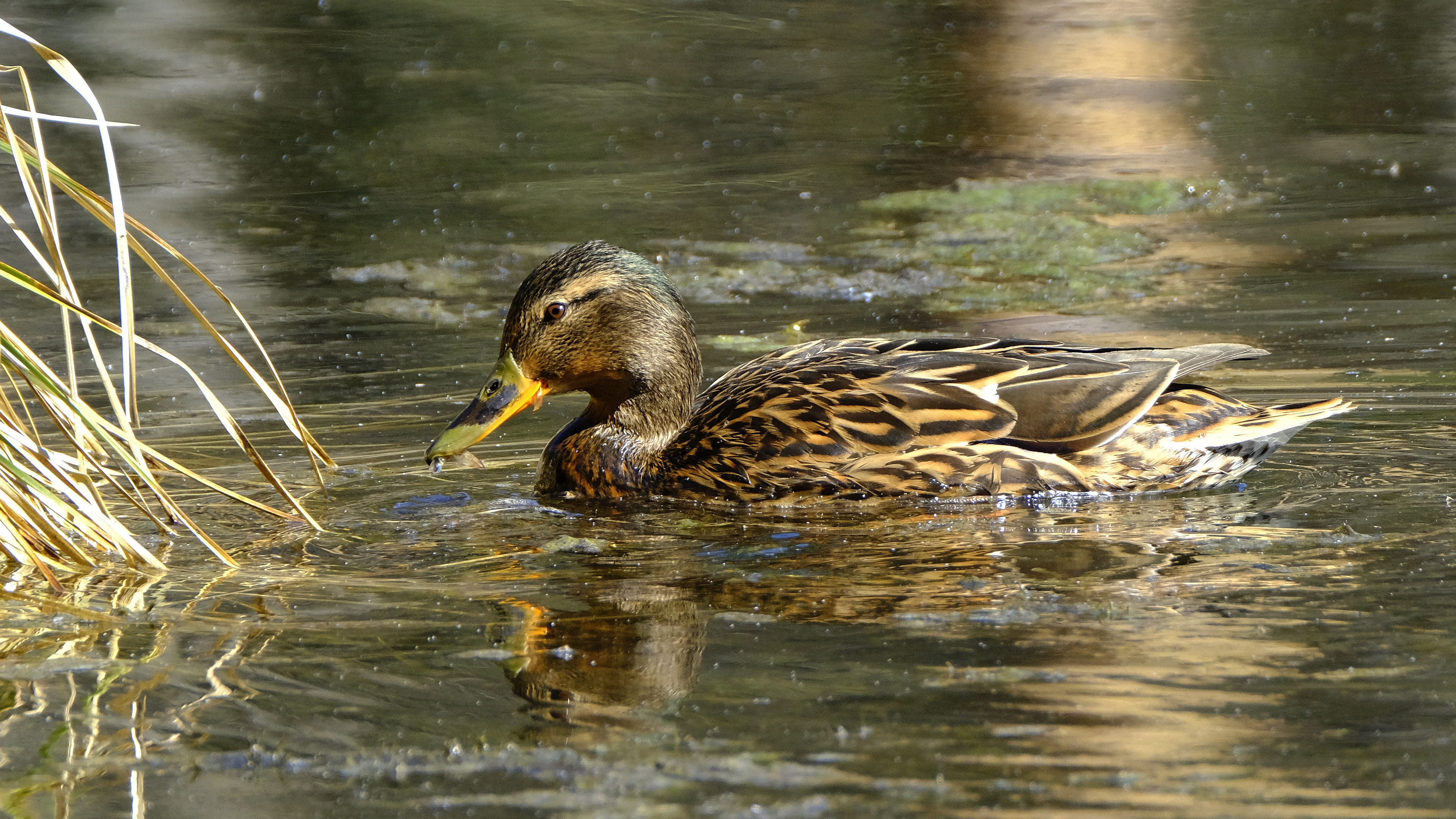 Krzyżówka (Anas platyrhynchus) 03.2022