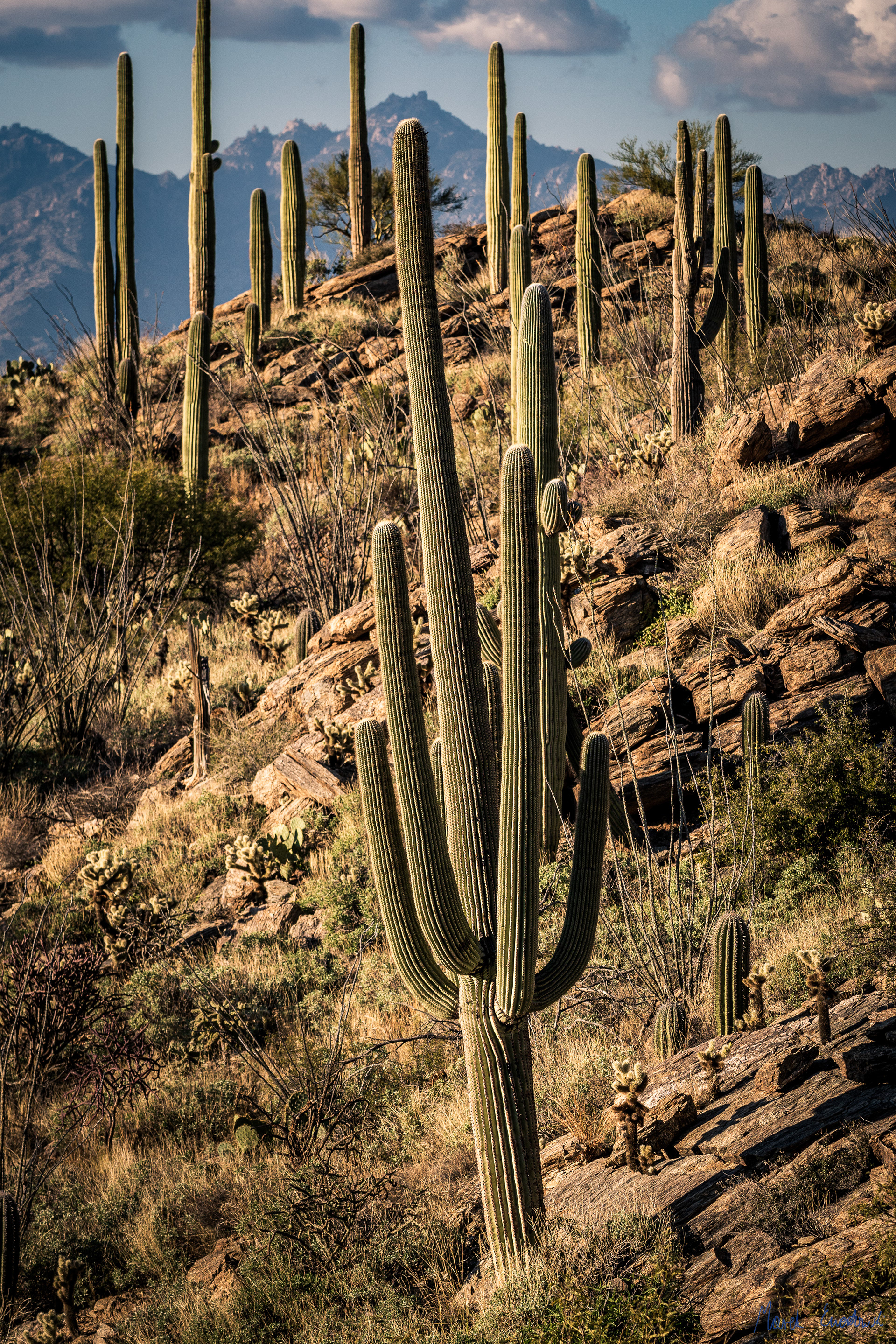Saguaro National Park, Arizona