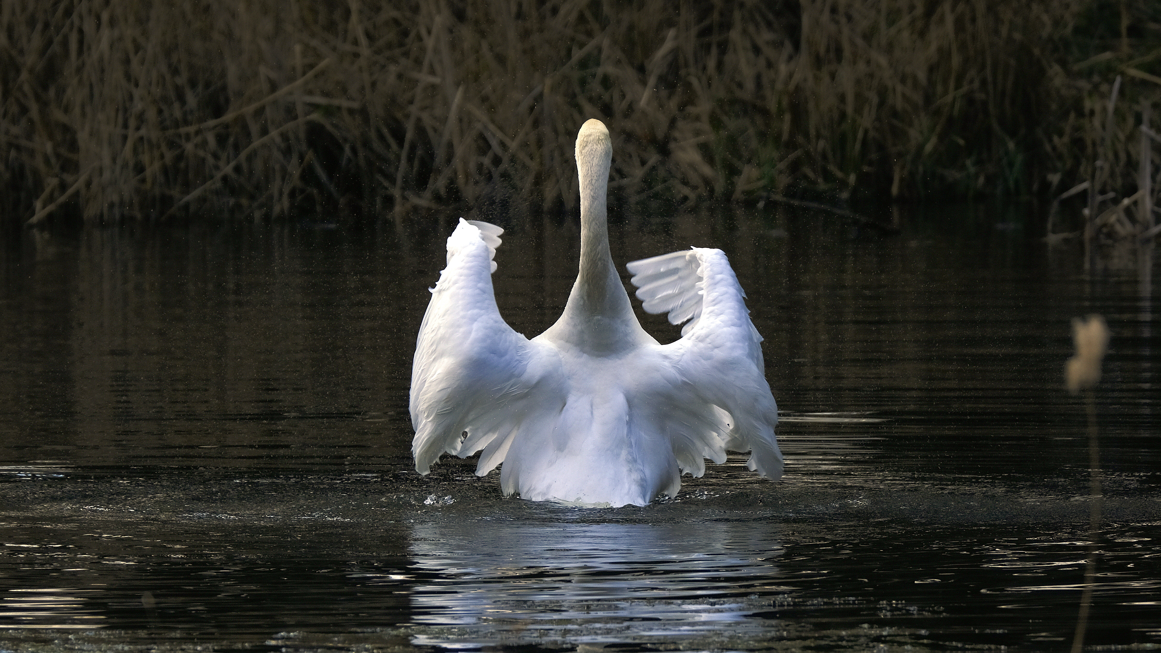Dyrygent (Cygnus olor) 03.2022