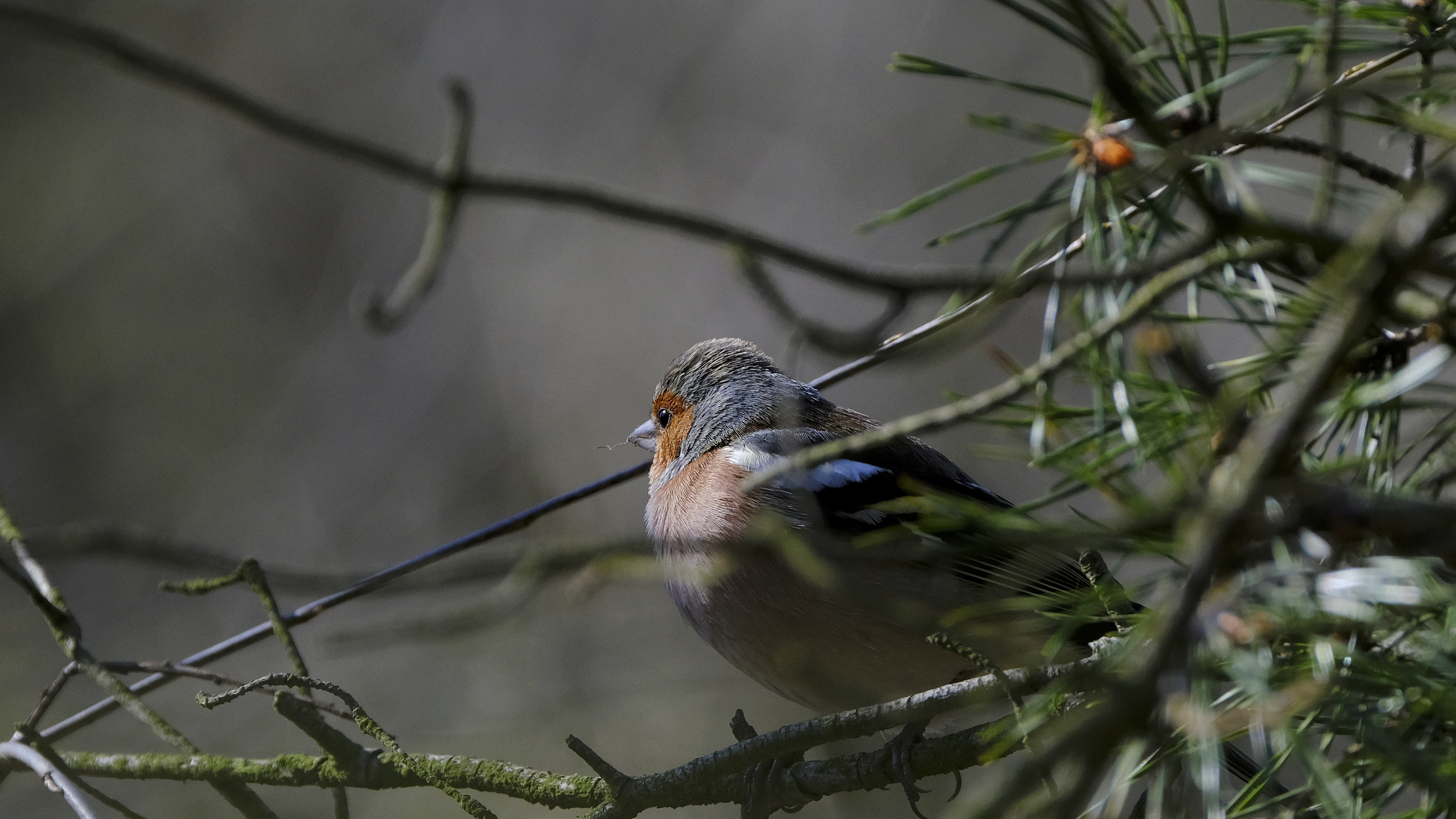 Zięba (Fringilla coelebs) 03.2022