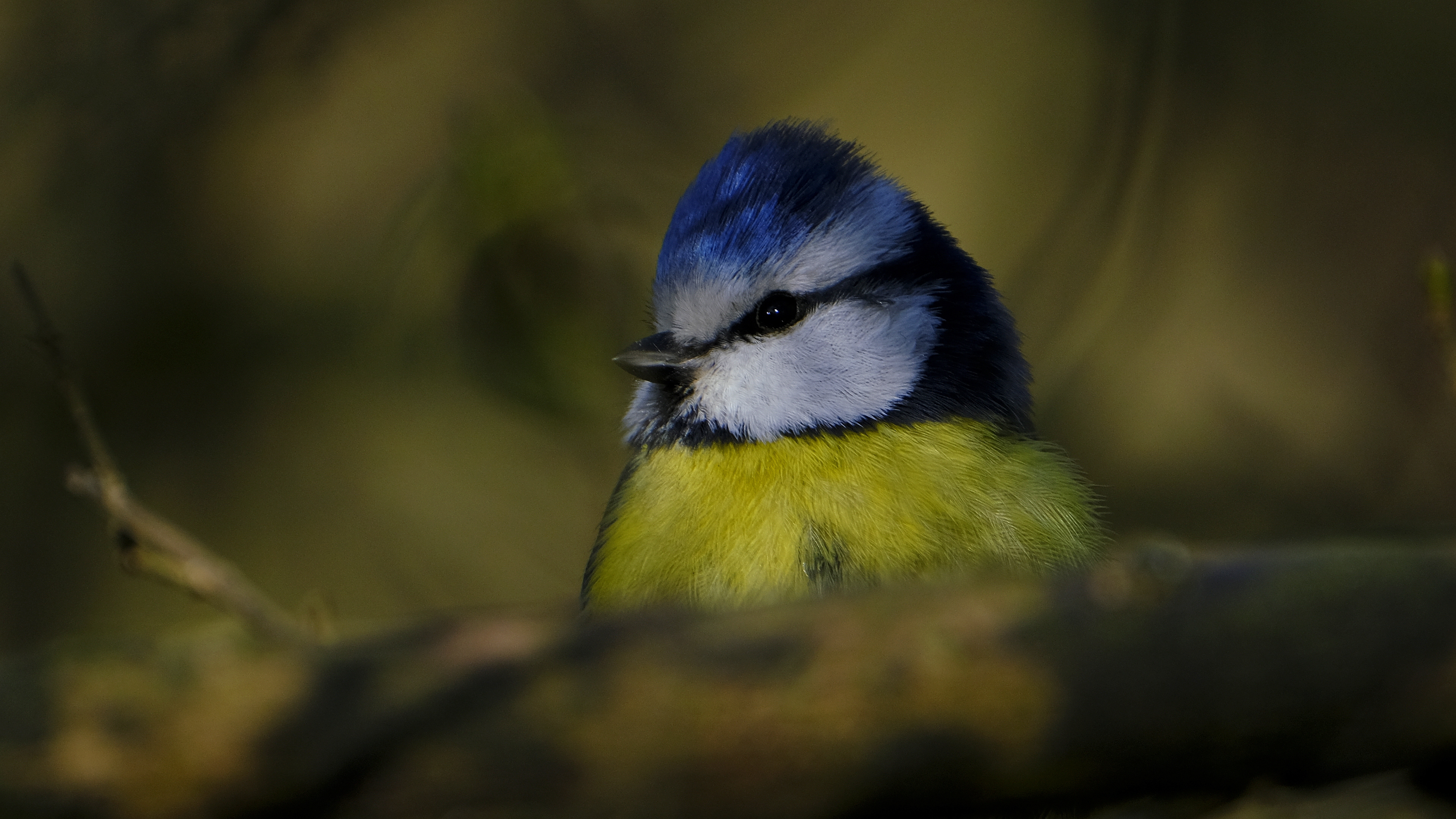 Modraszka (Parus caeruleus) 03.2022