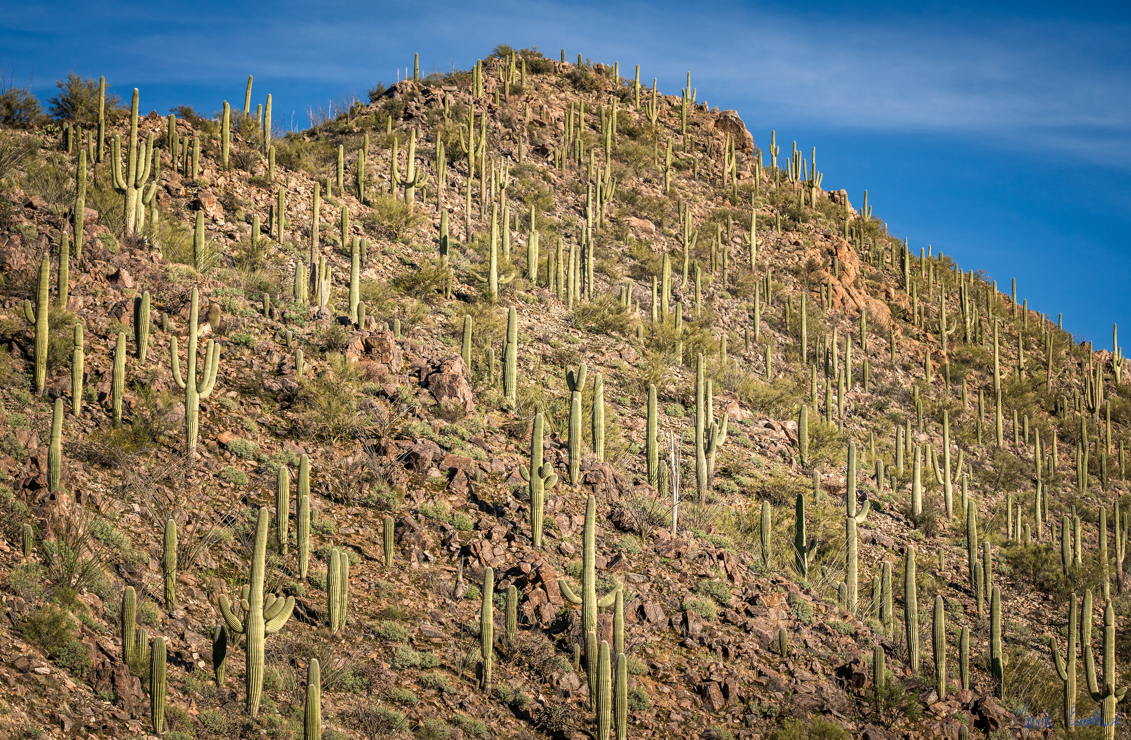 Saguaro National Park, Arizona