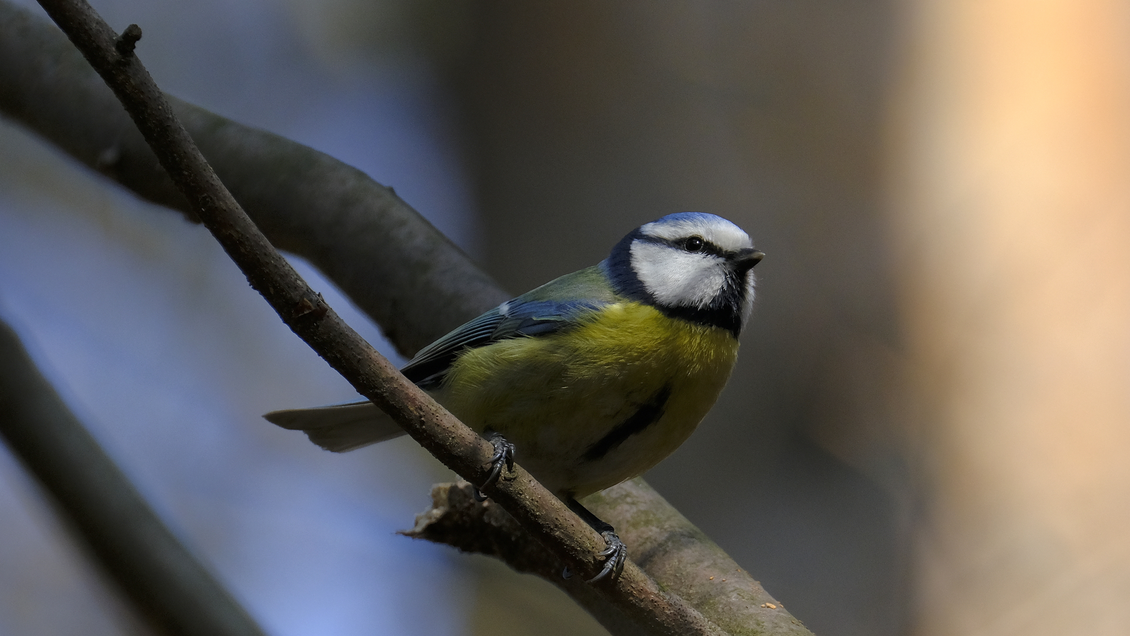 Modraszka (Parus caeruleus) 03.2022