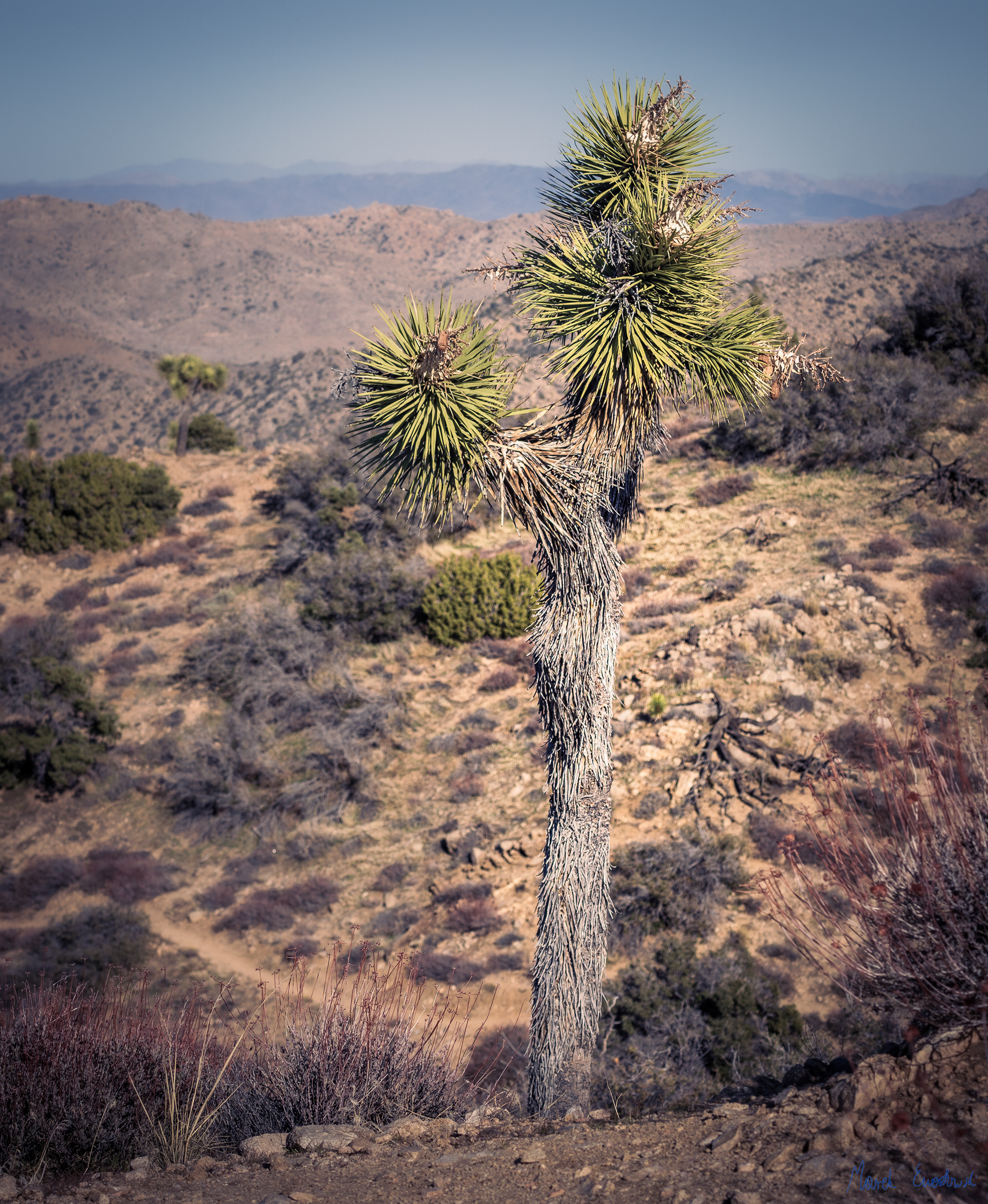 Joshua Tree National Park, California