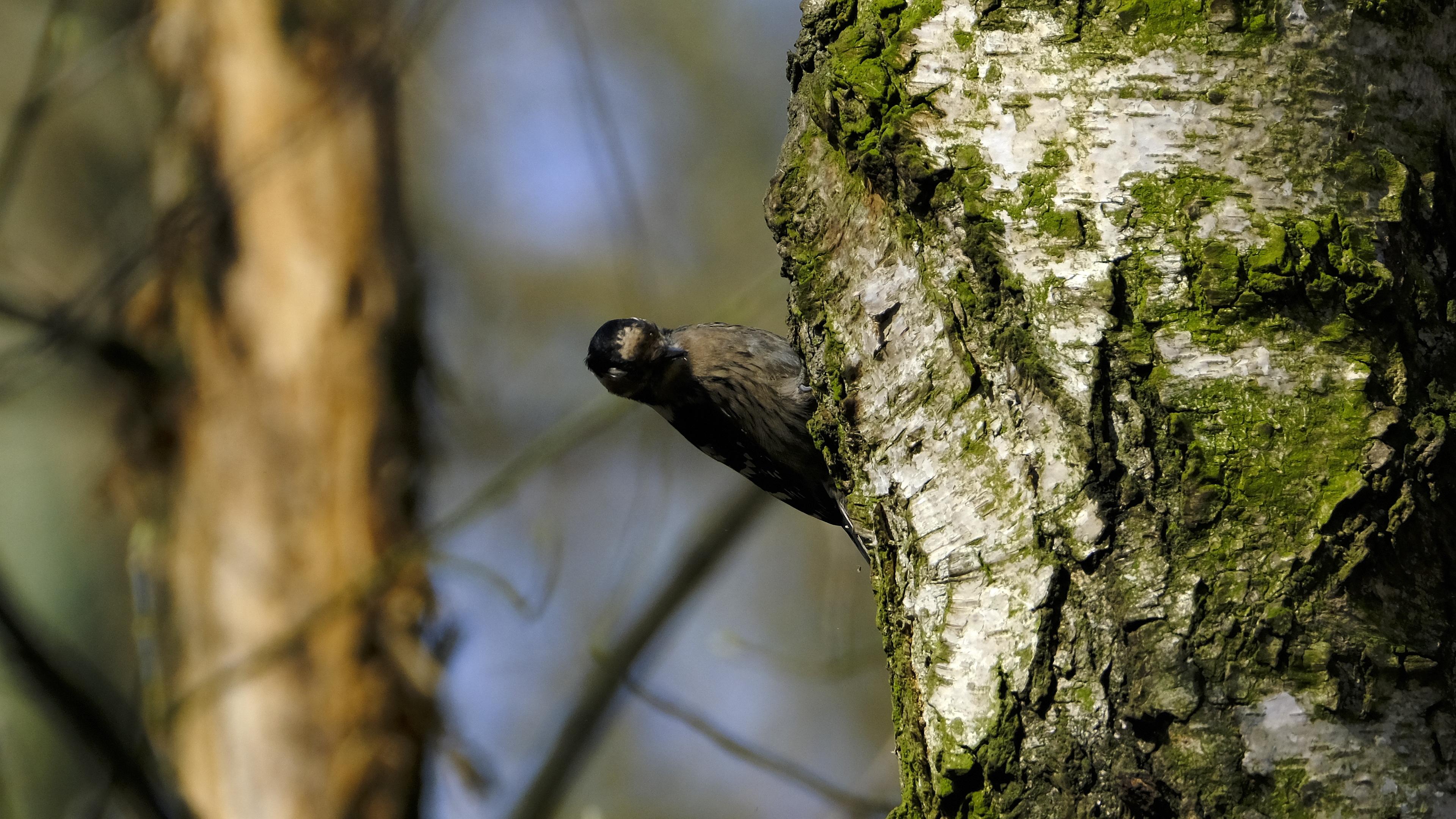 Dzięciołek (Dendrocopos minor) 03.2022