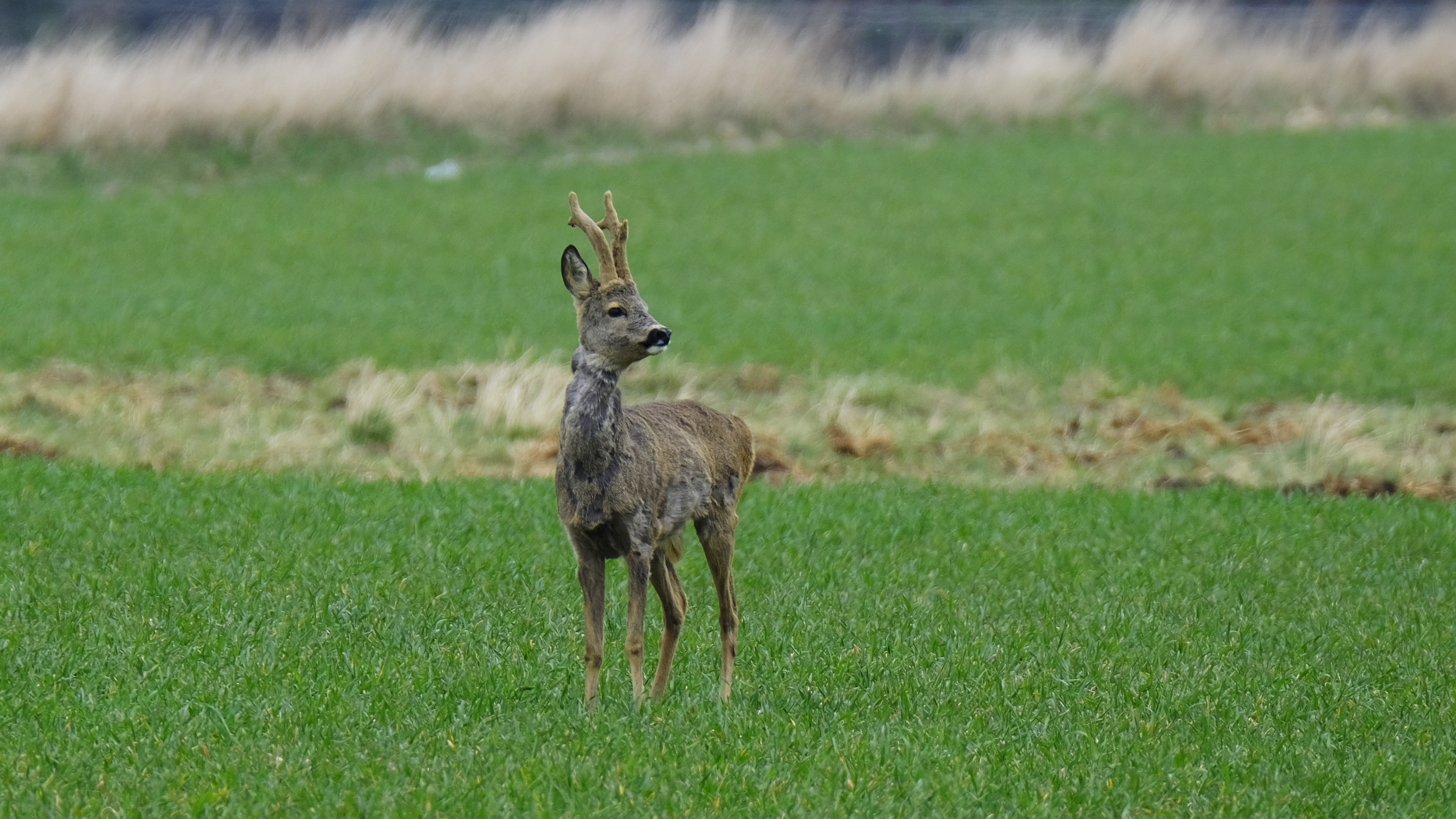 Król polany (Capreolus capreolus) 03.2022