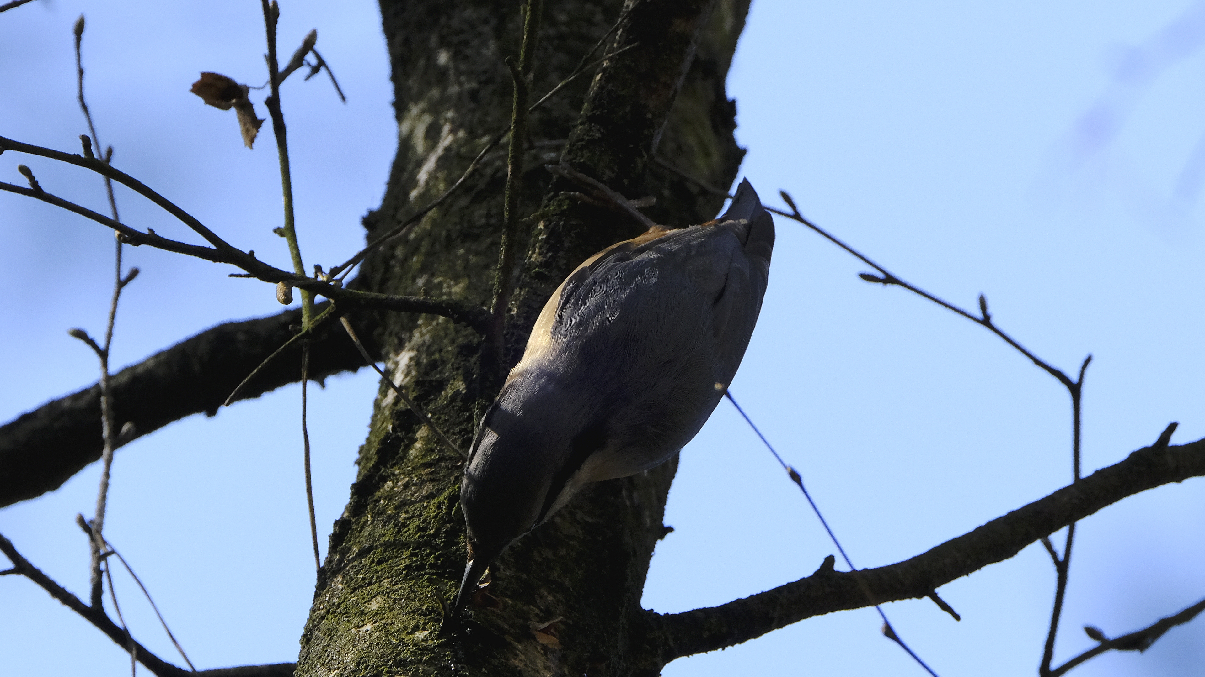 Kowalik (Sitta europaea) 03.2022