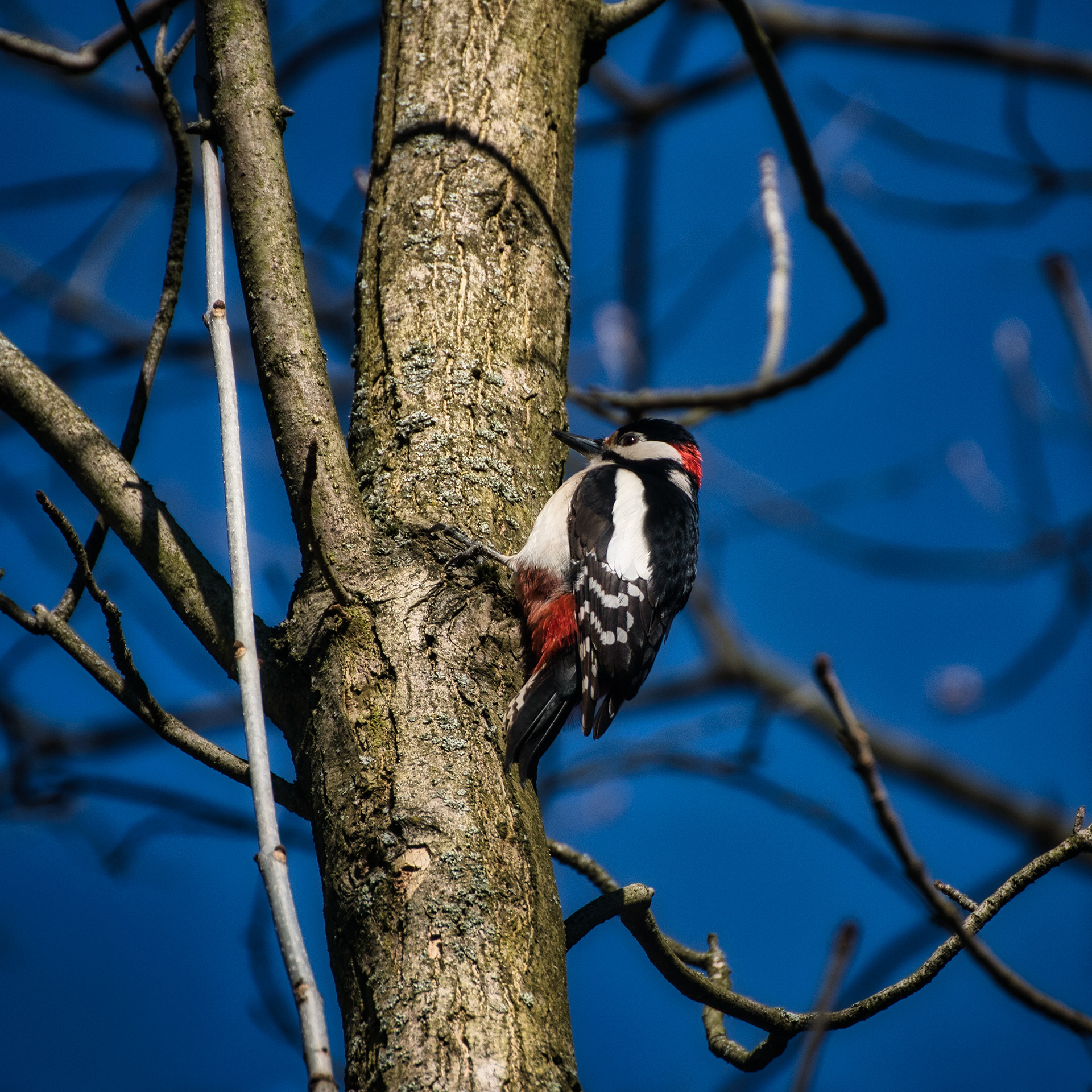 Dzięcioł duży (Dendrocopos major) 2021