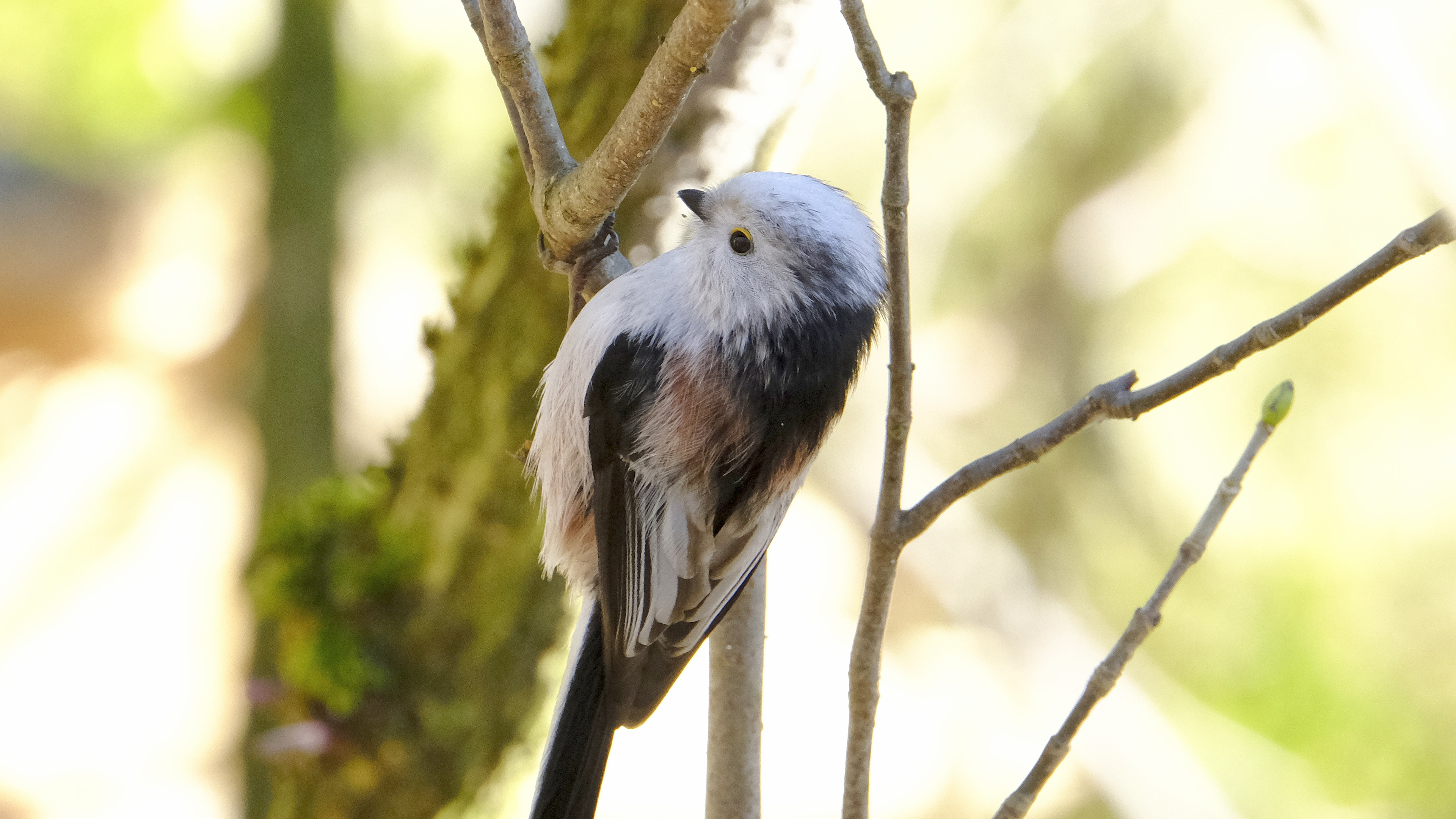 Raniuszek (Aegithalos caudatus) 02.2022