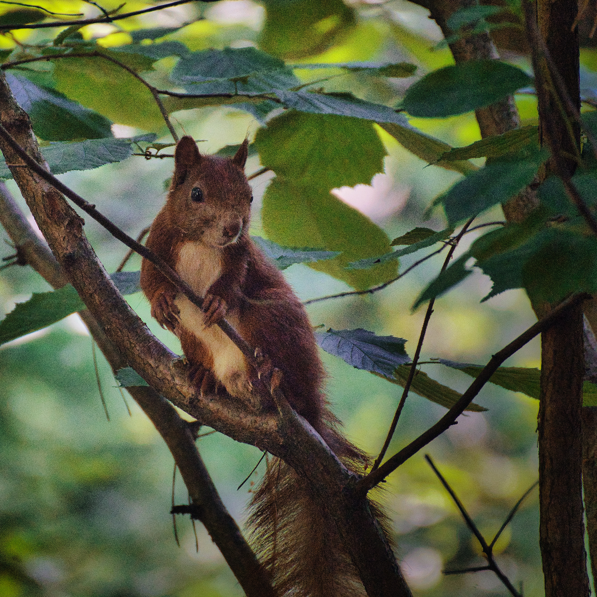 Drevny Kocur (Sciurus vulgaris) 2021