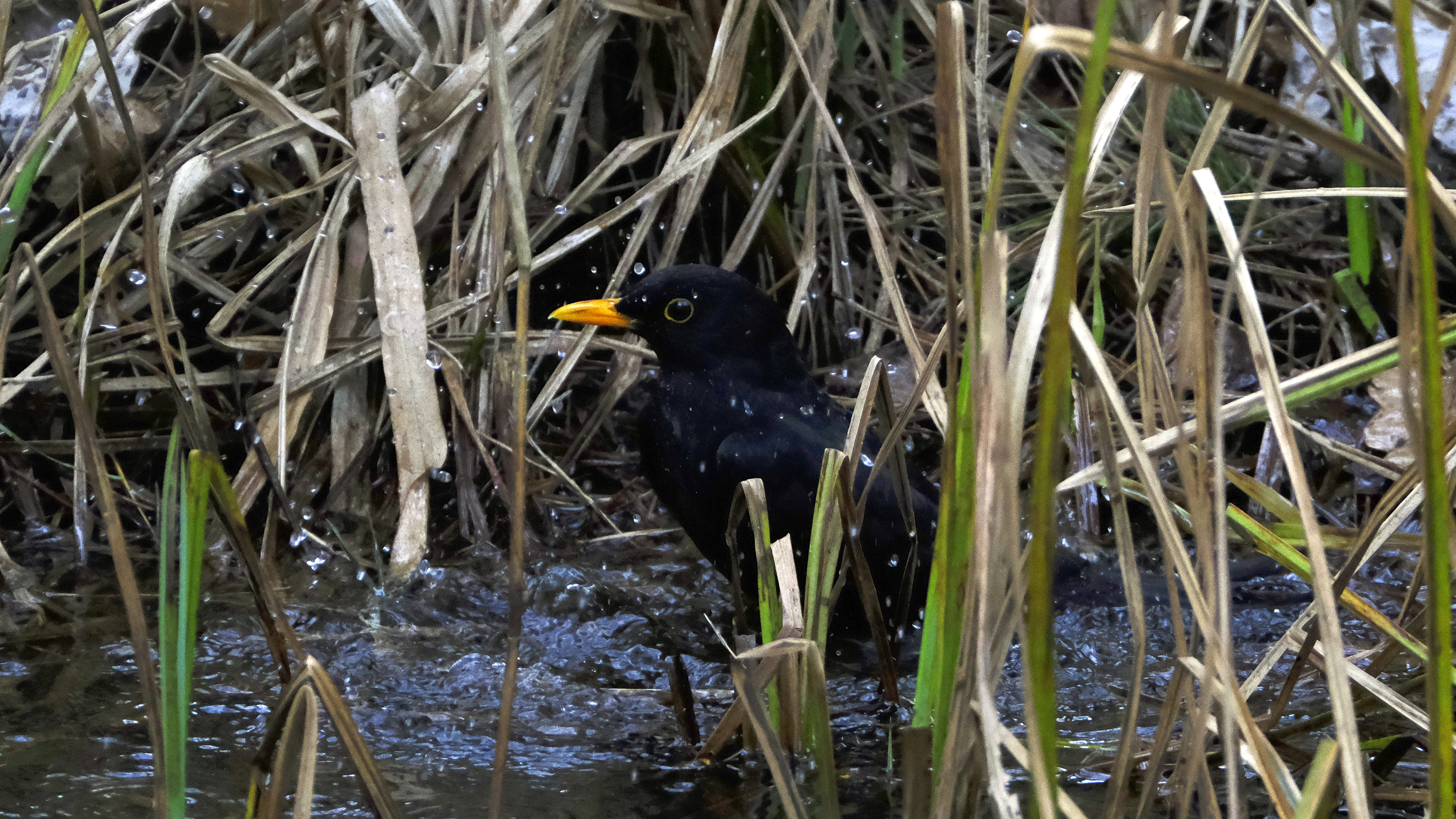Kos kąpielowy (Turdus merula) 03.2022