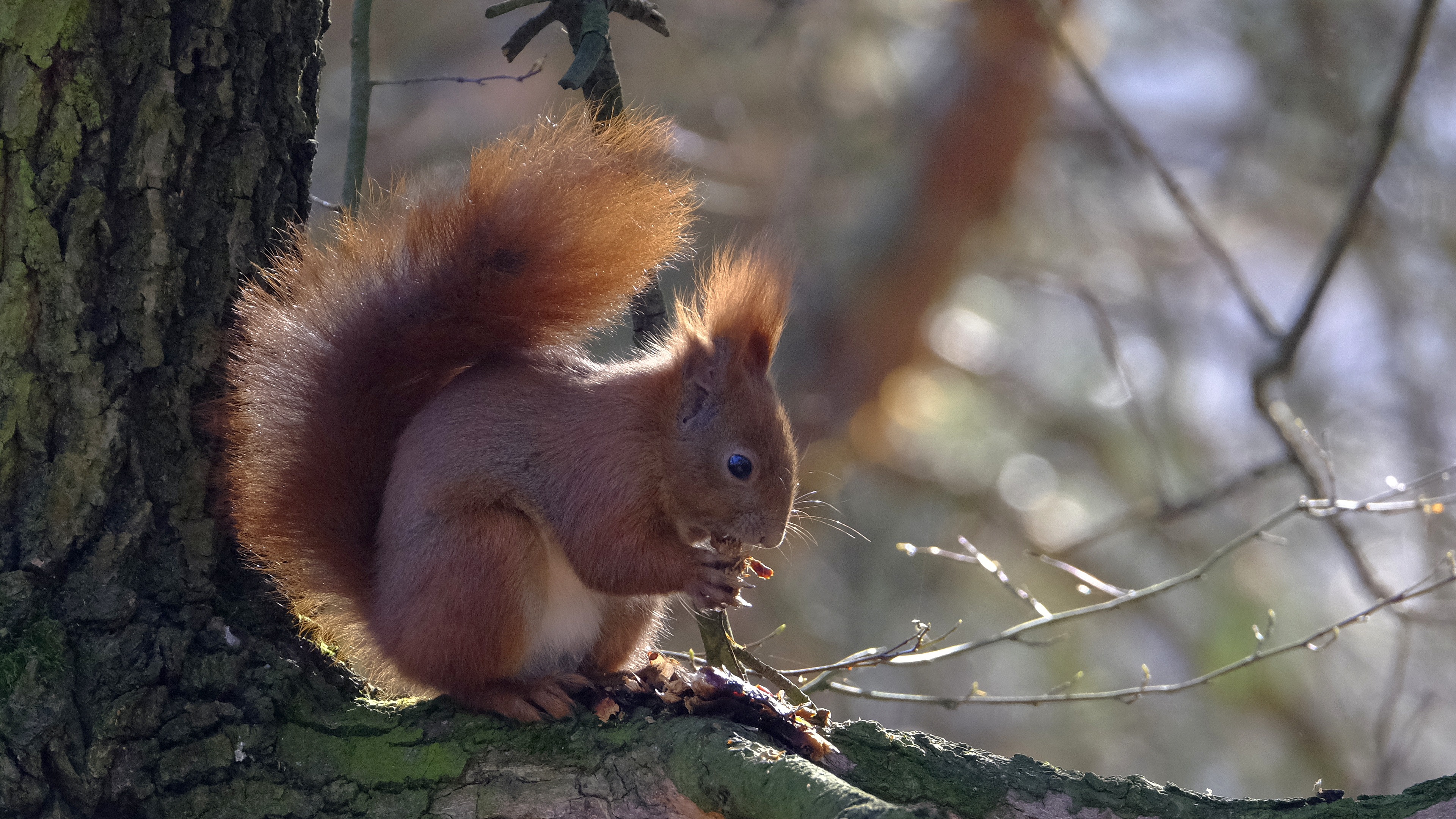 Drevny Kocur (Sciurus vulgaris) 02.2022