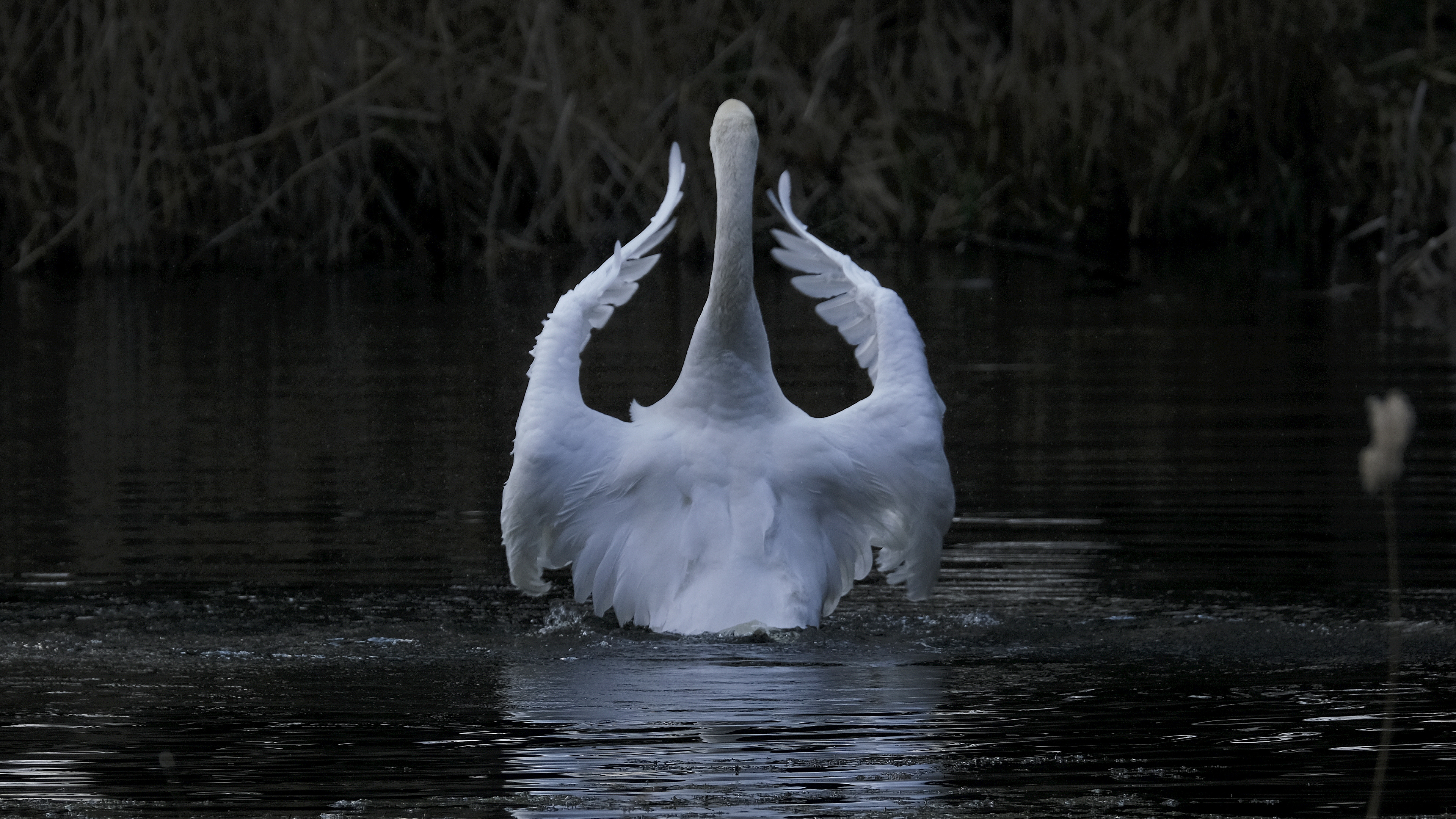 Dyrygent (Cygnus olor) 03.2022