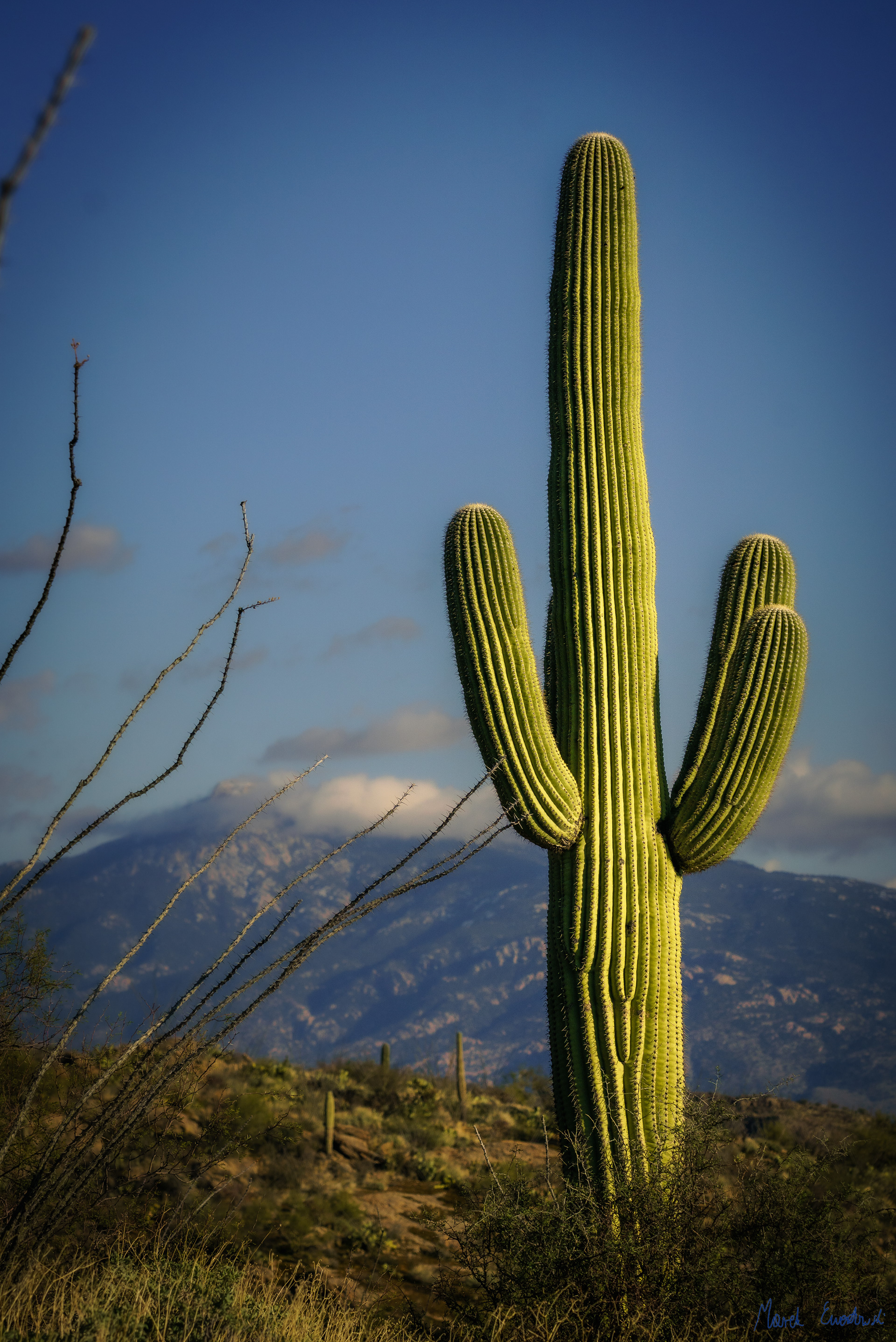 Saguaro National Park, Arizona