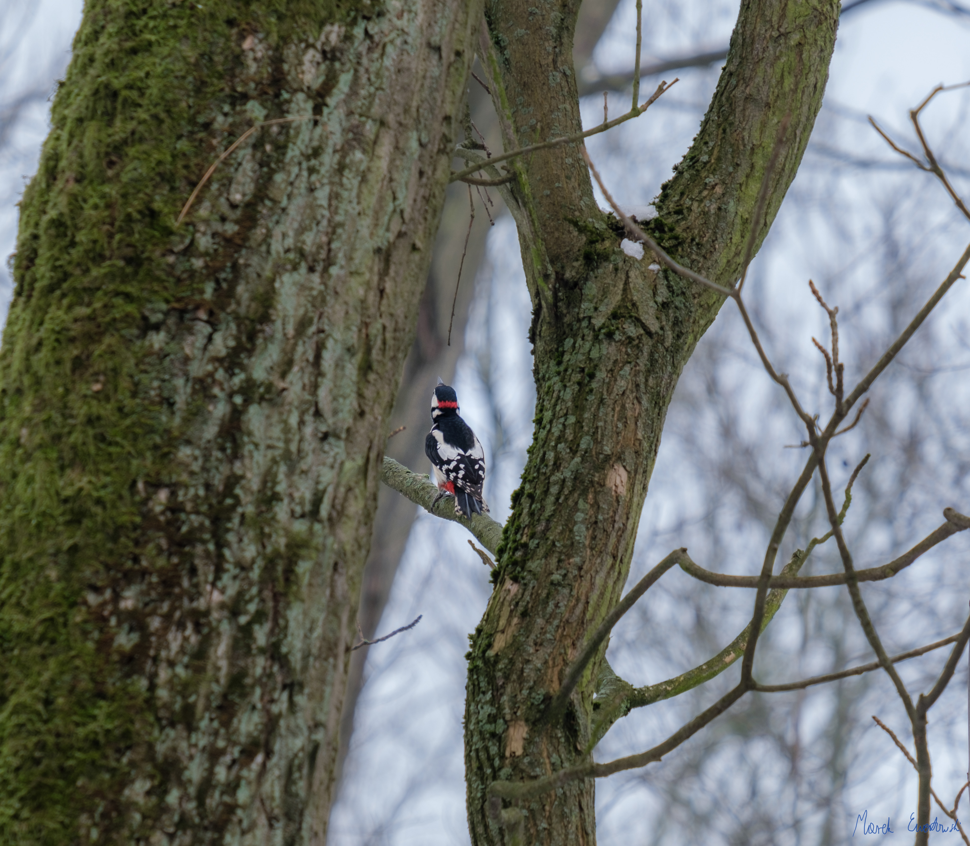 Dzięcioł duży (Dendrocopos major) 01.2022