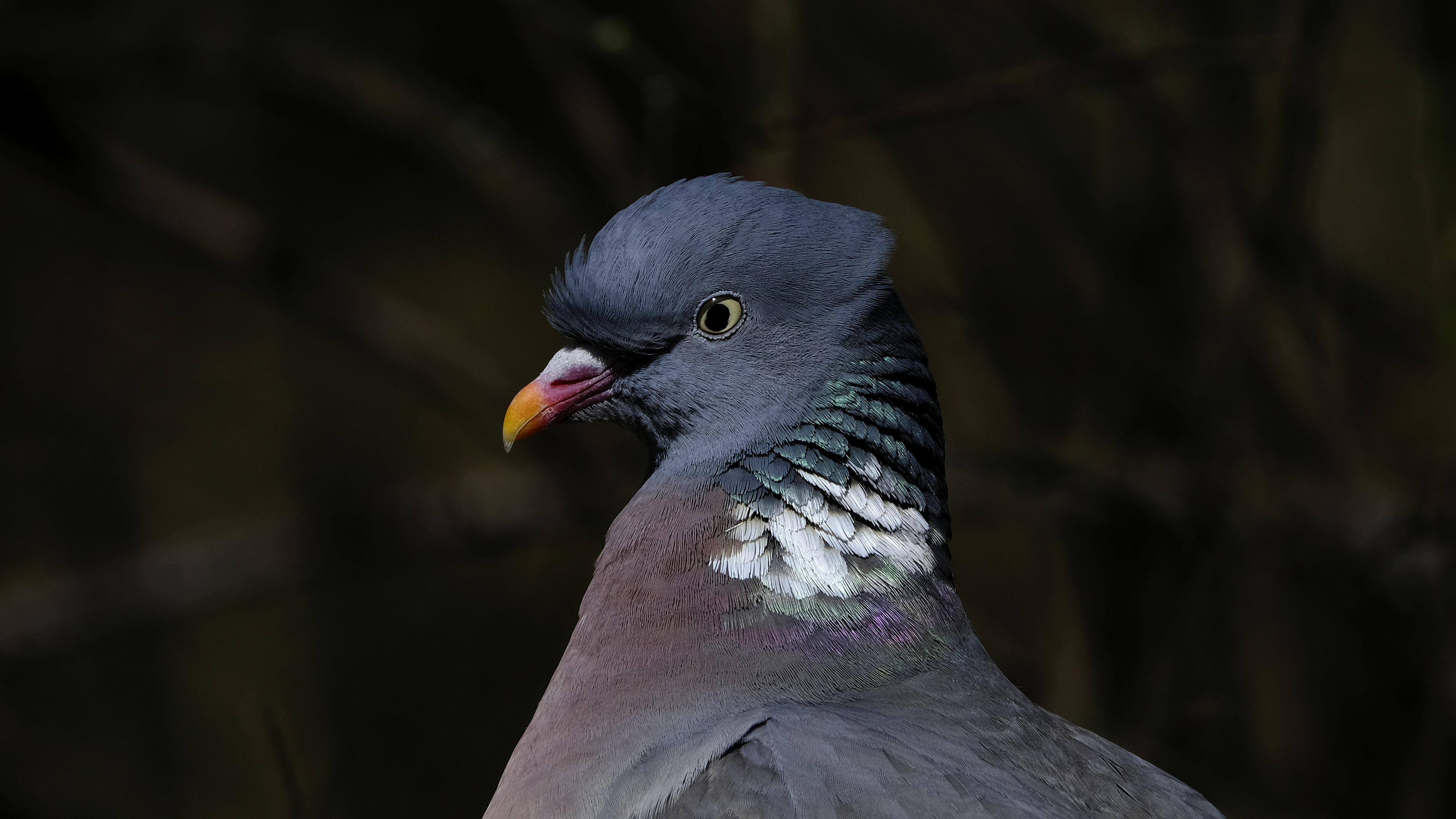 Gołąb (Columba livia) 04.2022