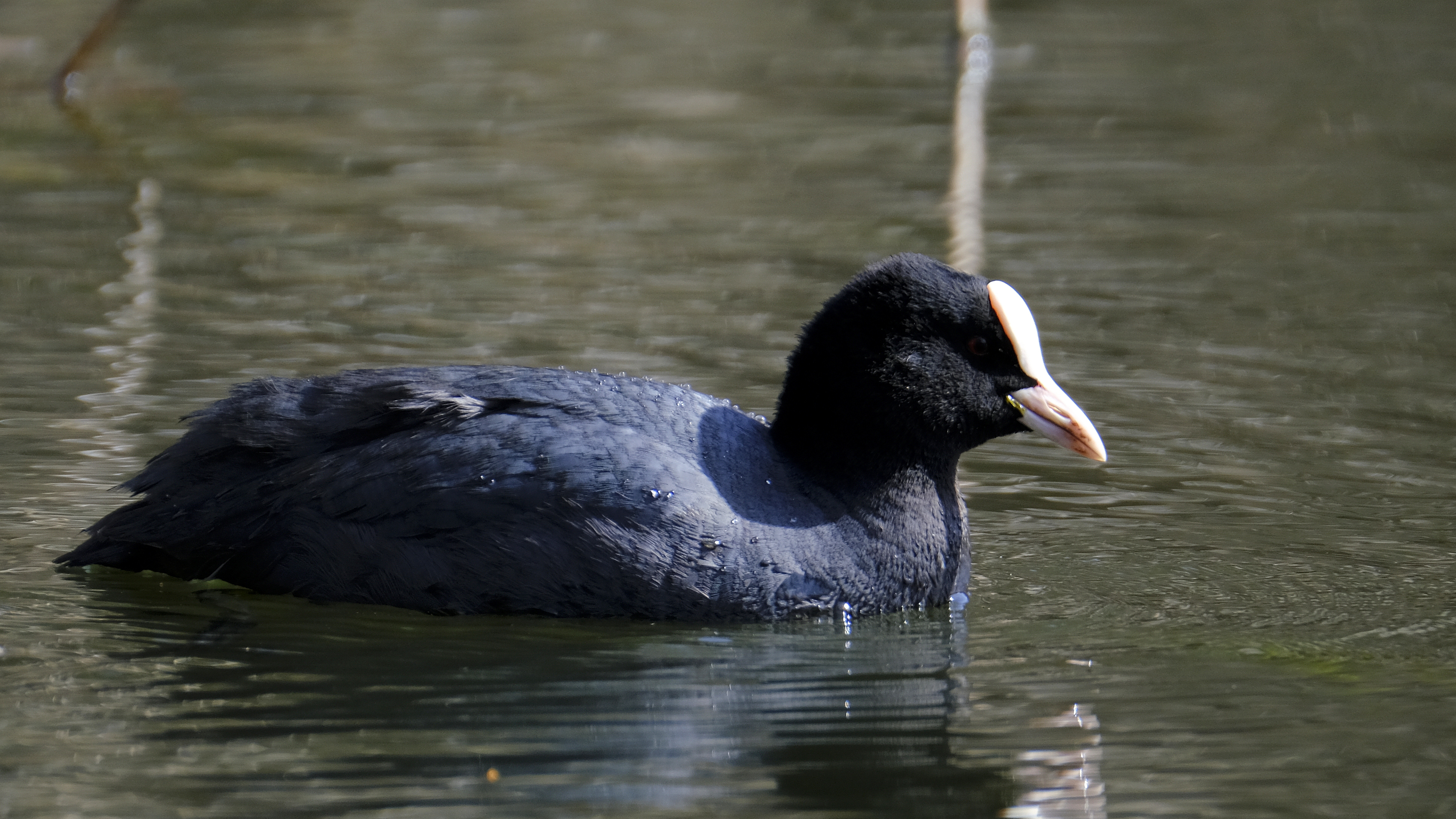 Łyska (Fulica atra) 04.2022