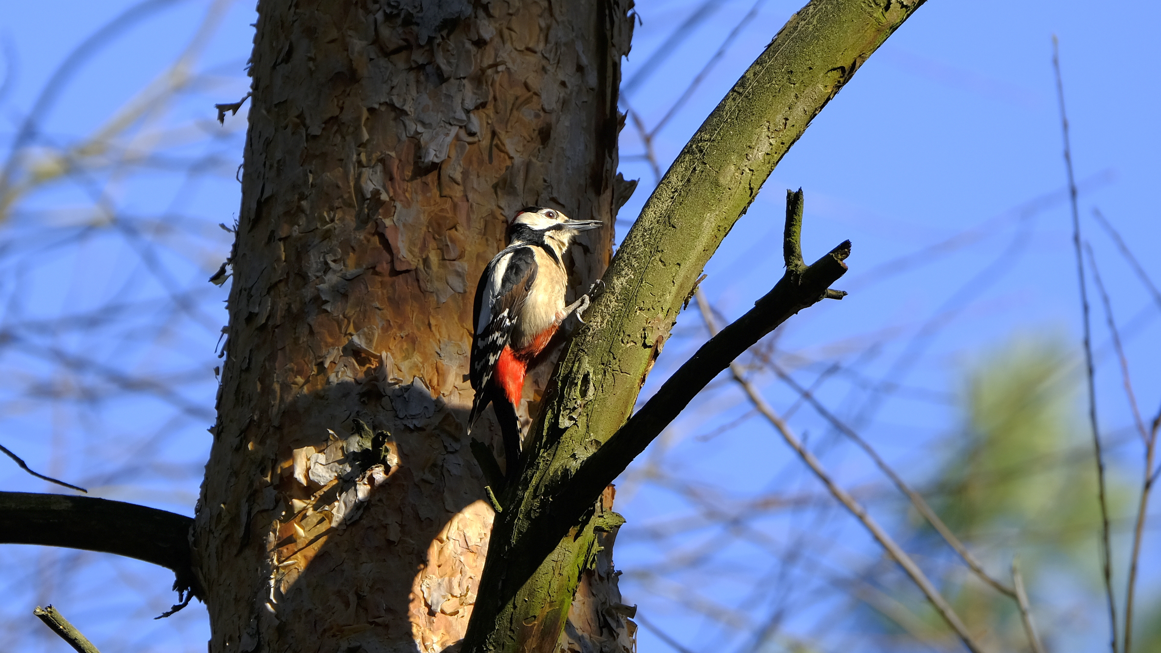 Dzięcioł duży (Dendrocopos major) 02.2022