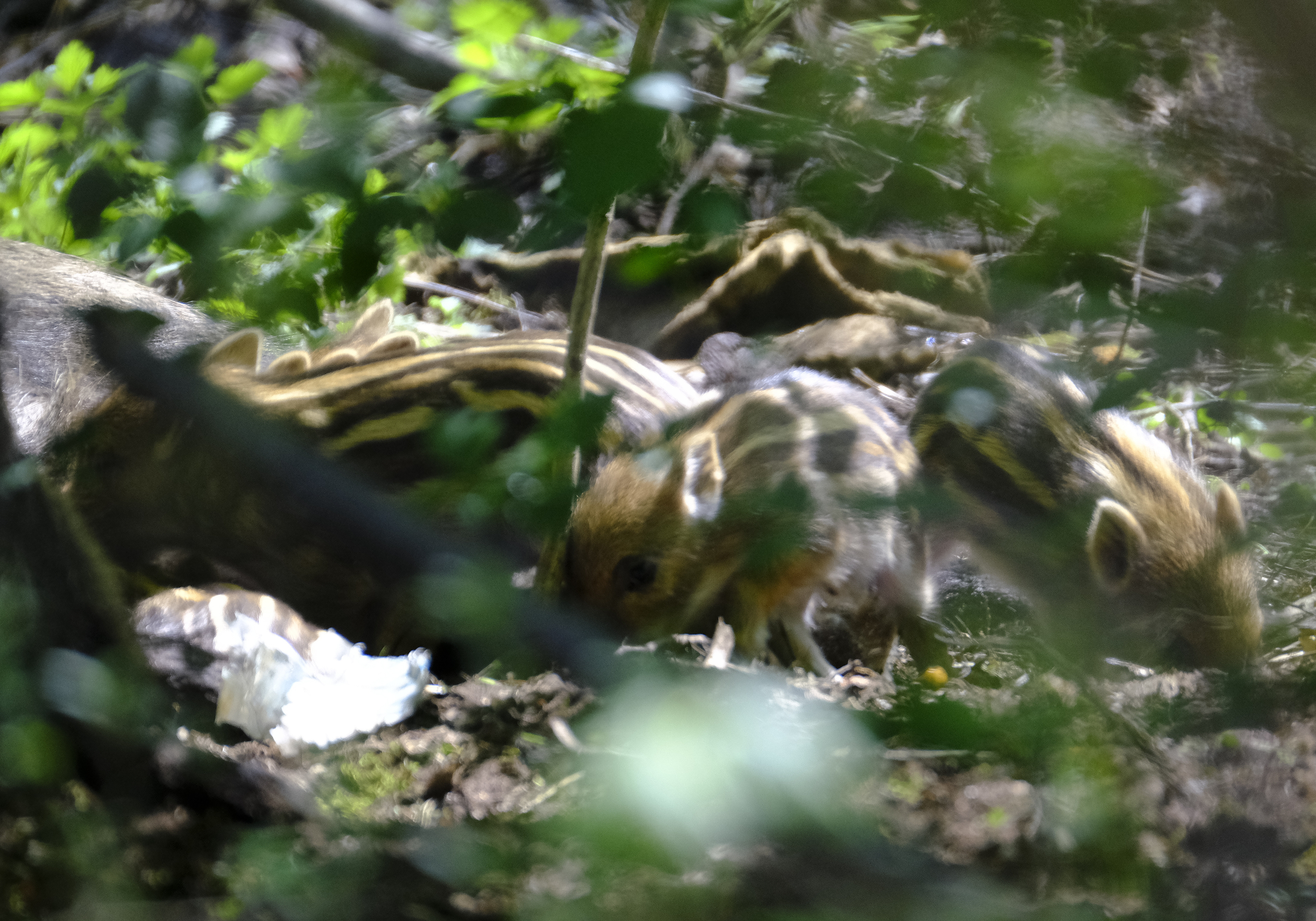 Dziki Dzik (Sus scrofa) 04.2022