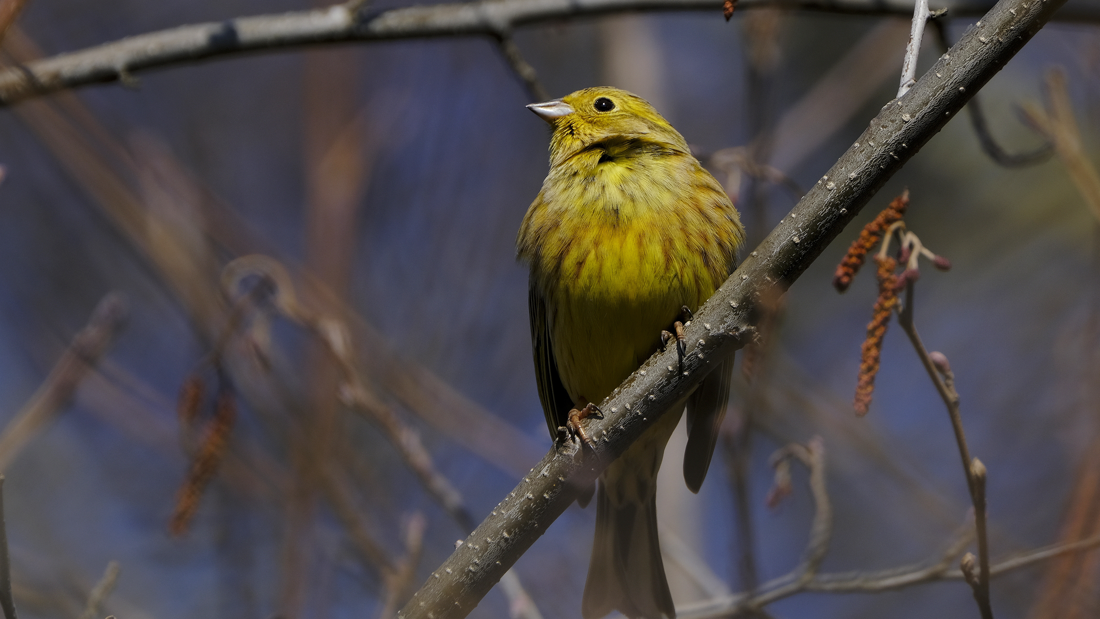 Czyżby Trznadel? (Emberiza citrinella) 03.2022
