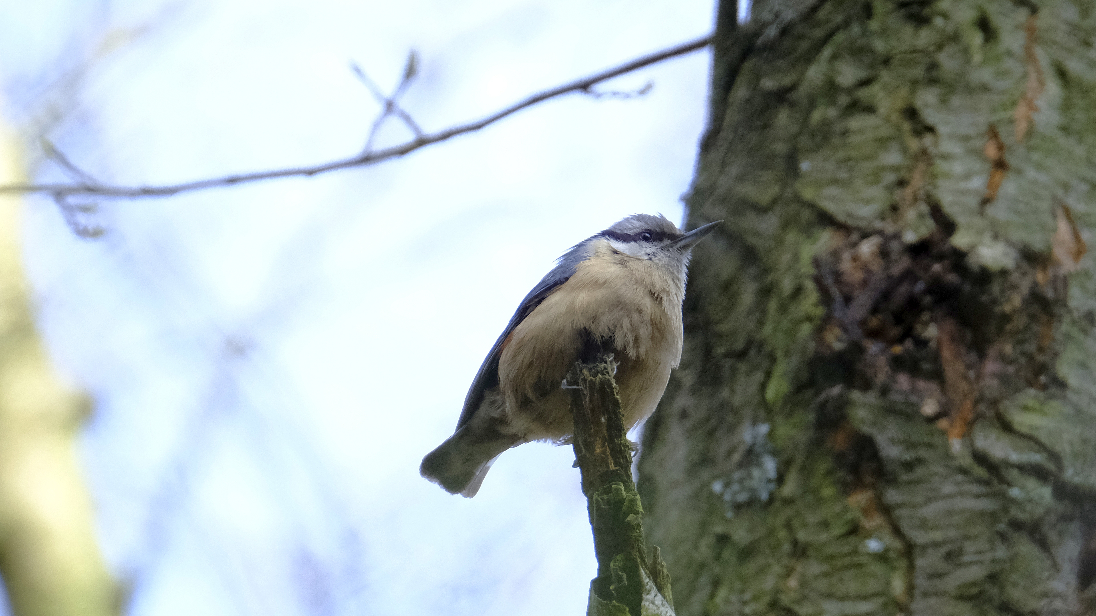 Kowalik (Sitta europaea) 03.2022