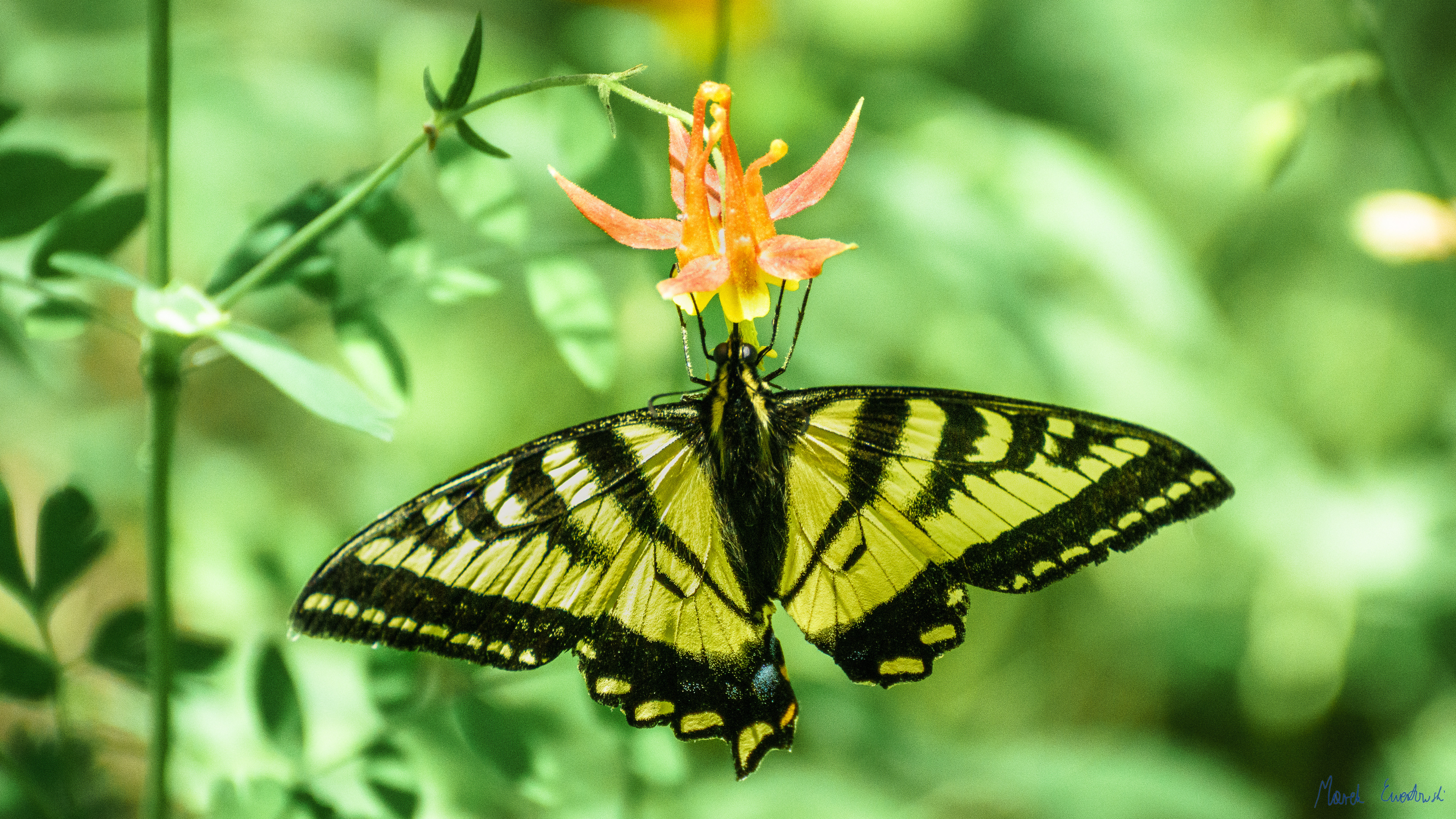Great Basin National Park, Nevada