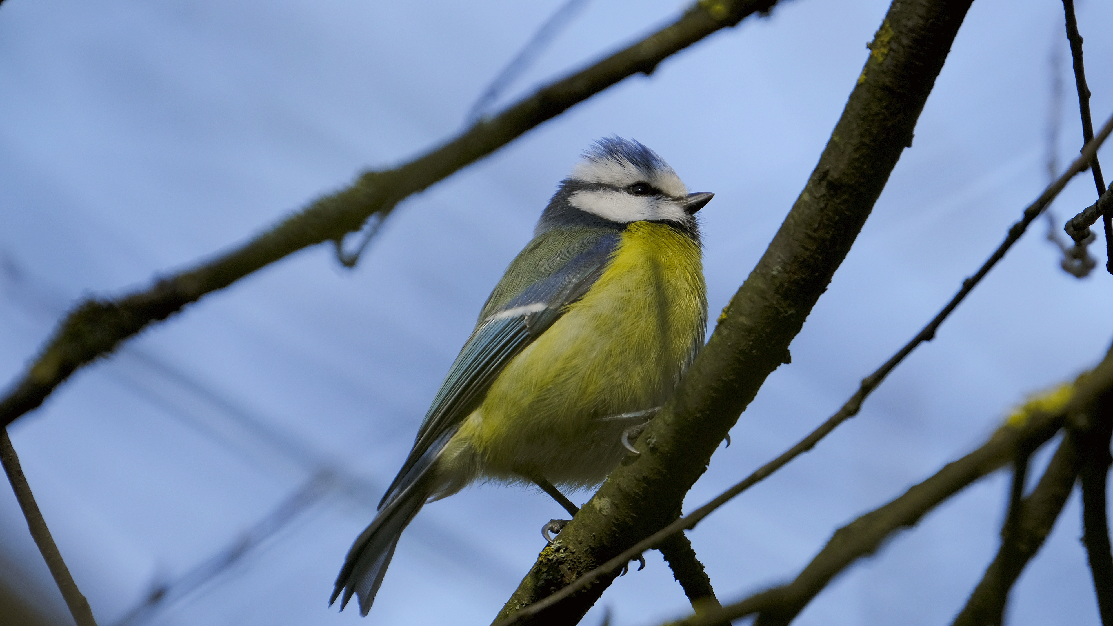 Modraszka (Parus caeruleus) 03.2022