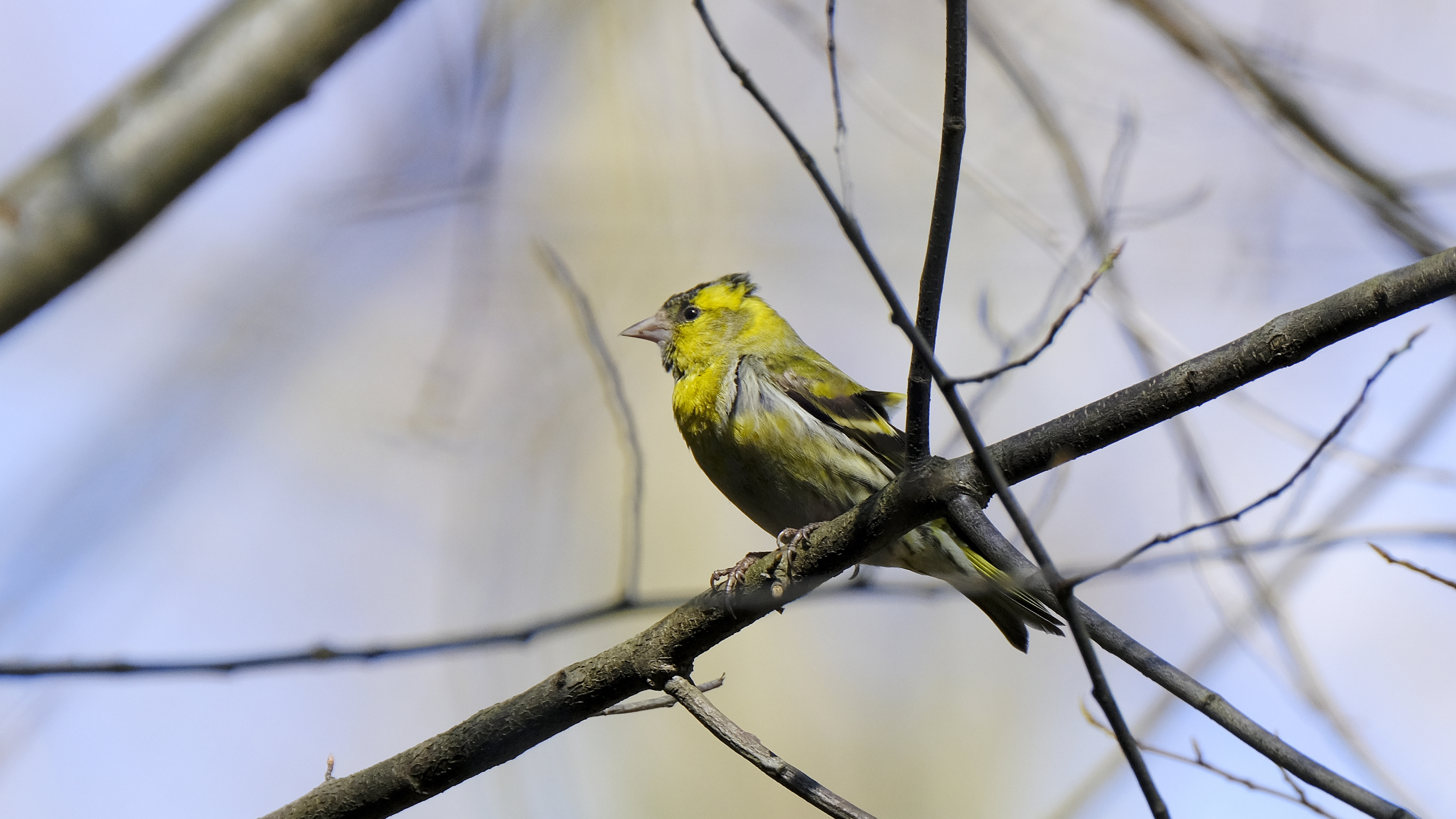 A może Czyż? (Carduelis spinus) 03.2022