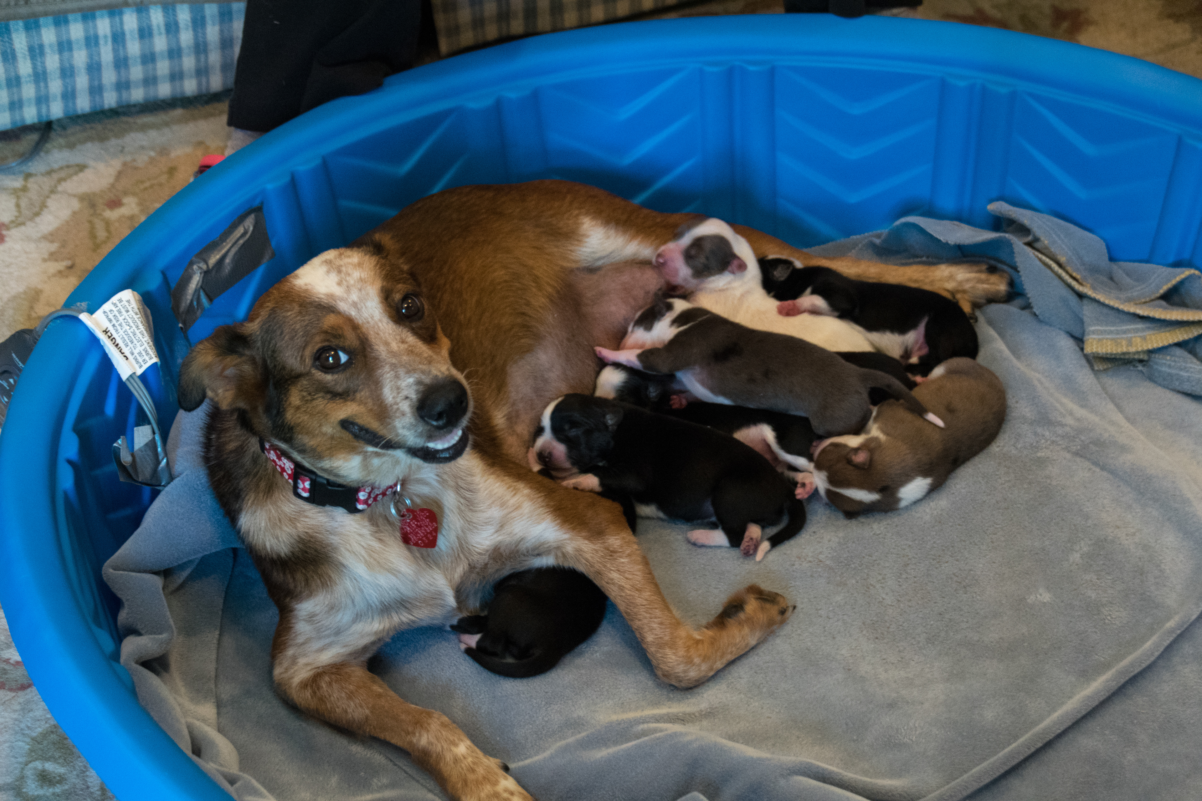 She had to nurse right after her C-section
