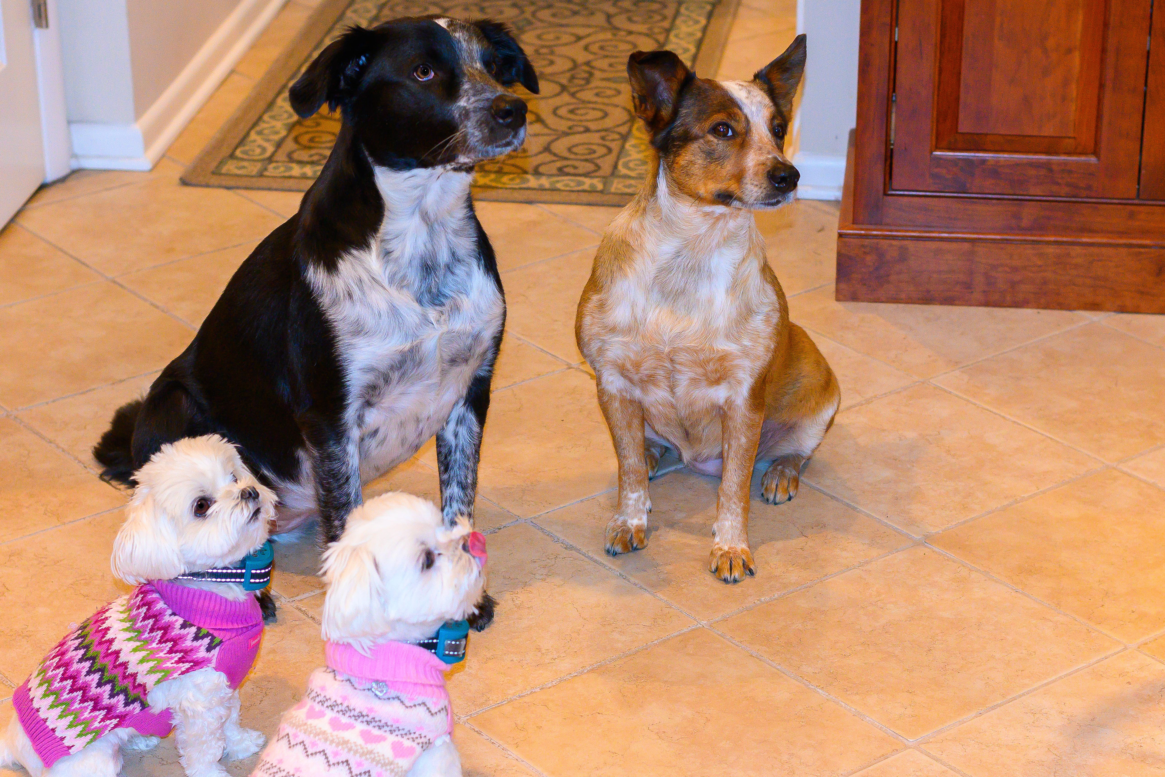 Here's the pack. But who's boss dog?