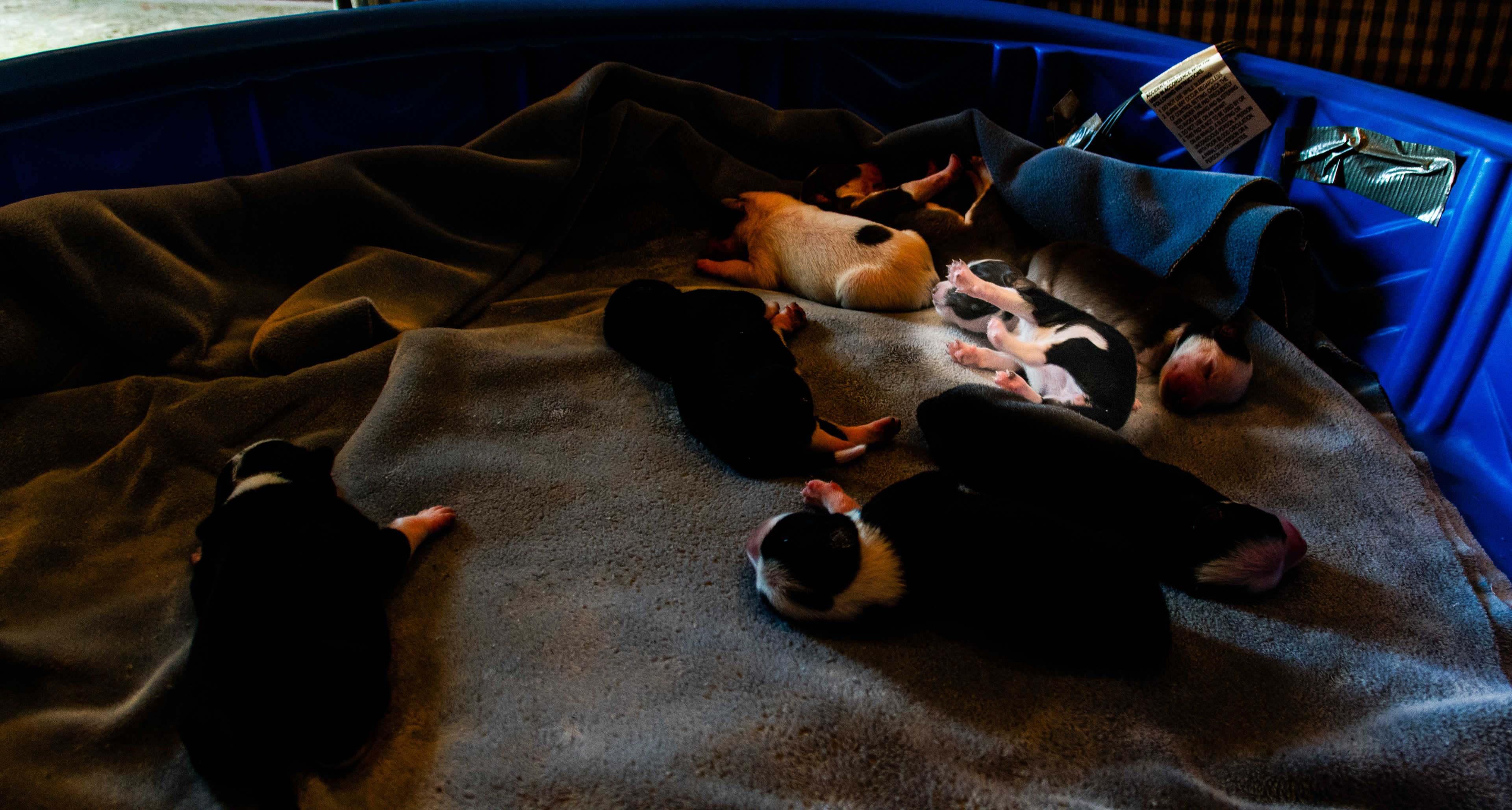 The baby of the litter is highlighted by the light