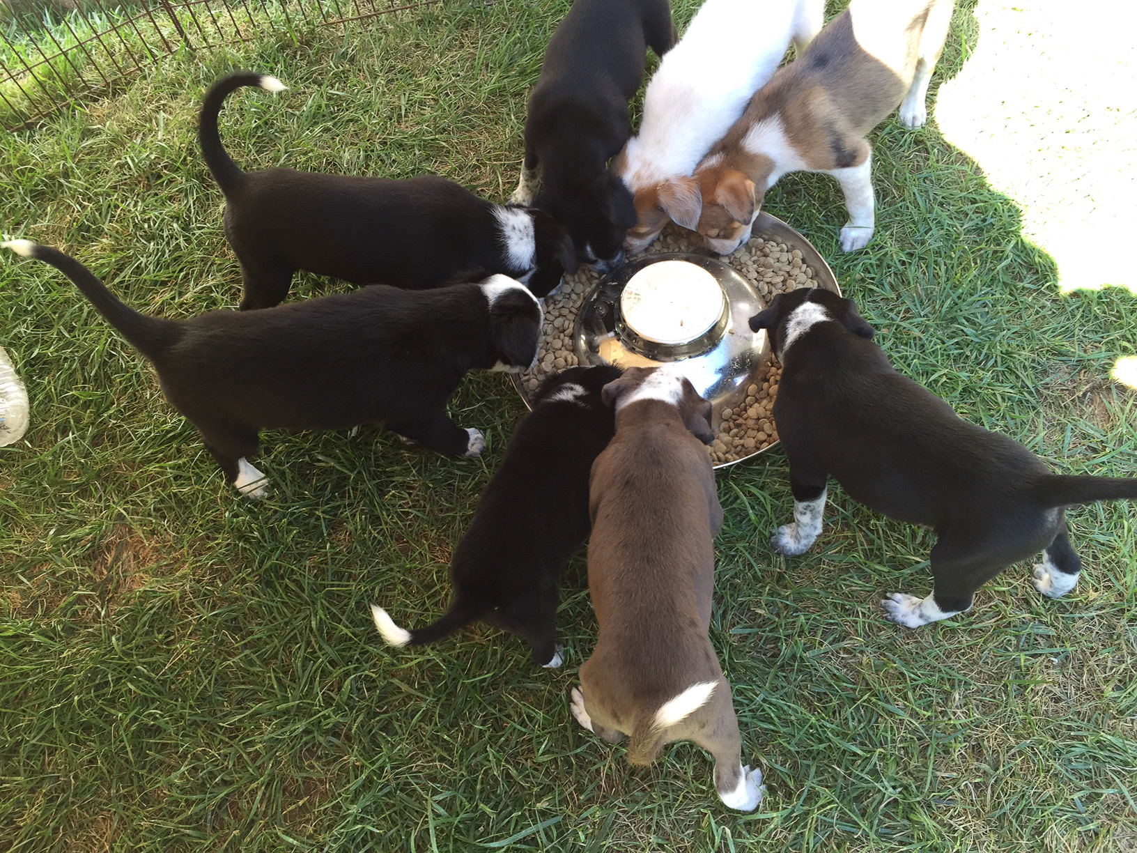 Then getting solid food