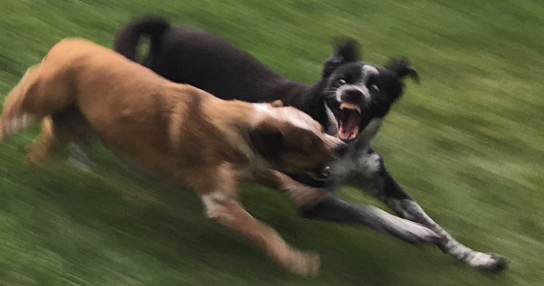 Playing includes looking fierce