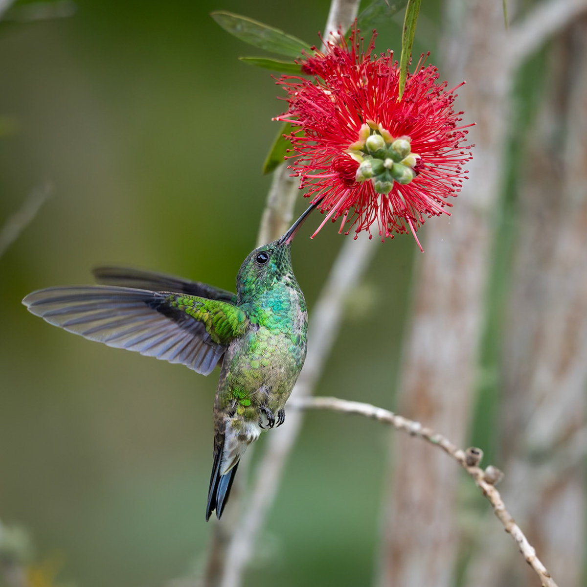 Steely-vented Hummingbird